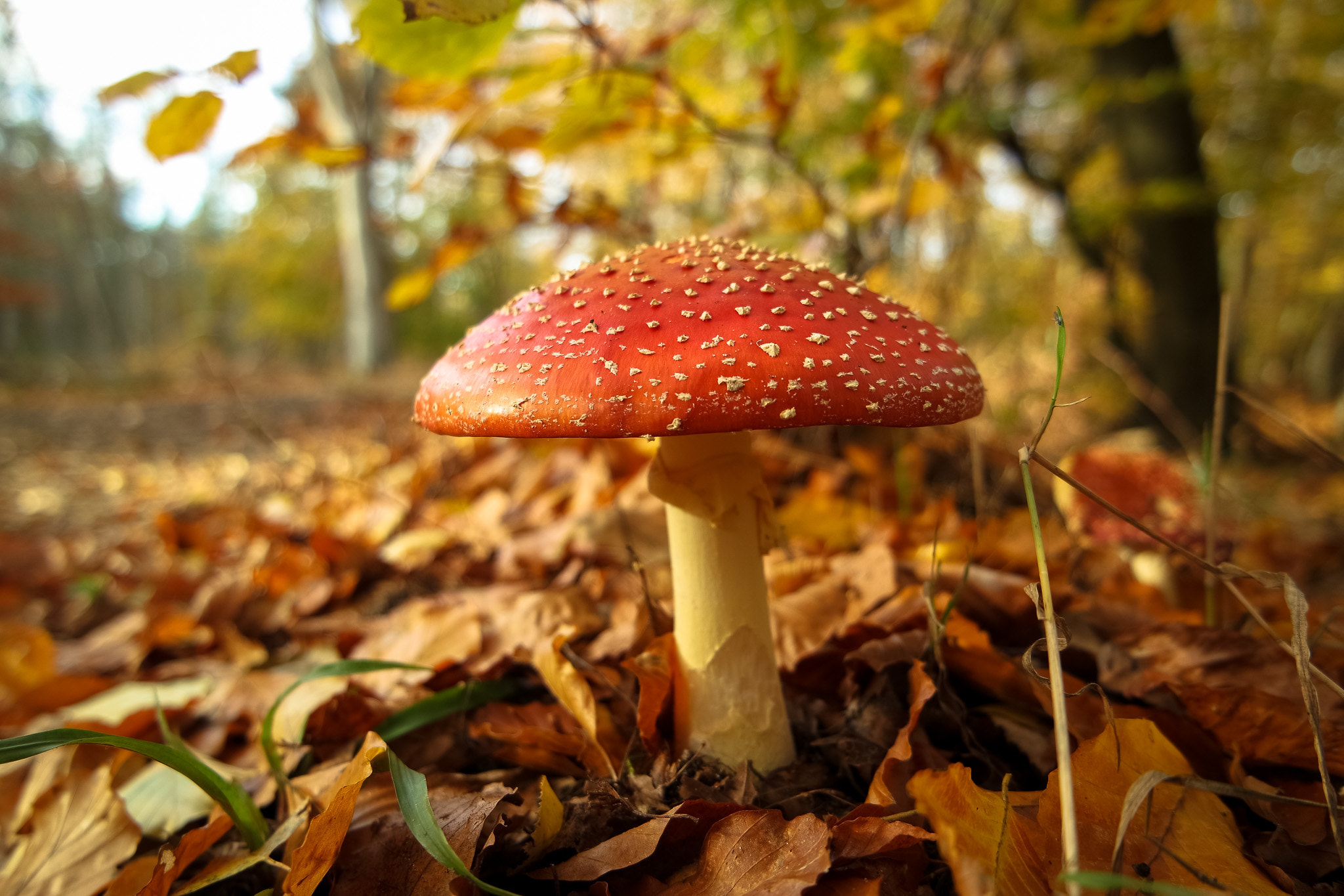Samsung NX 16-50mm F3.5-5.6 Power Zoom ED OIS sample photo. Toadstool photography