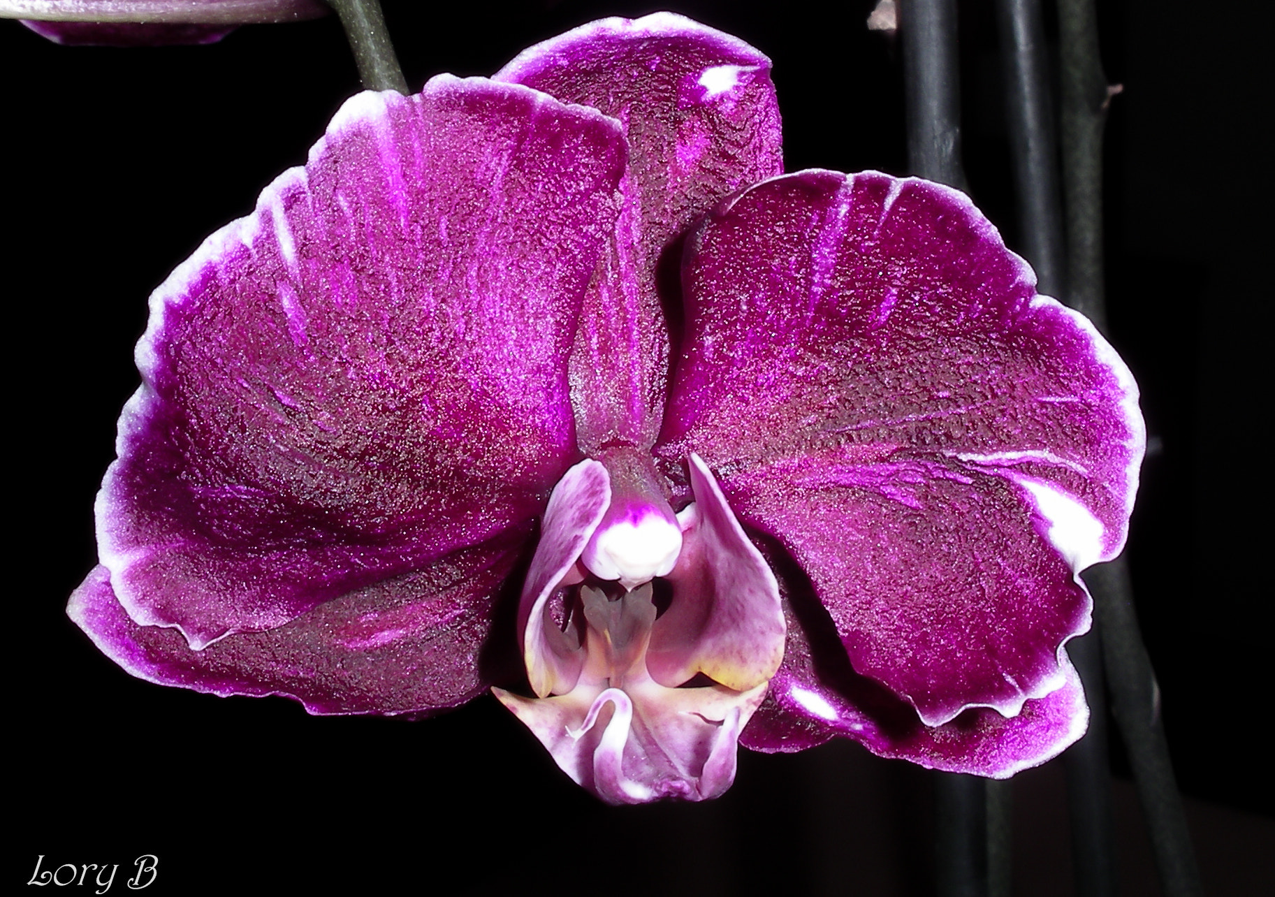 Pentax OPTIO 750Z sample photo. Purple orchid photography