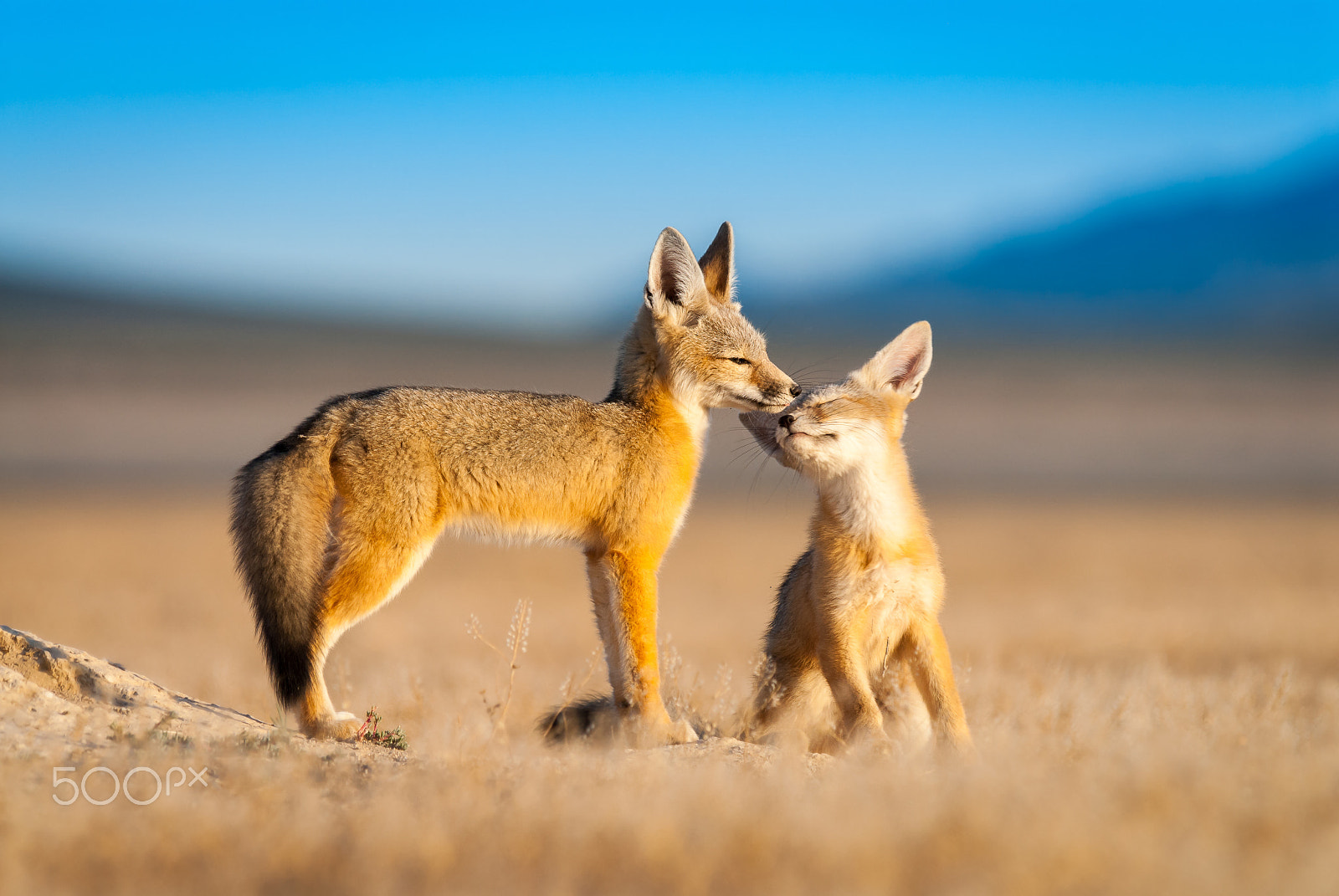 Nikon D200 sample photo. Kit fox pups photography