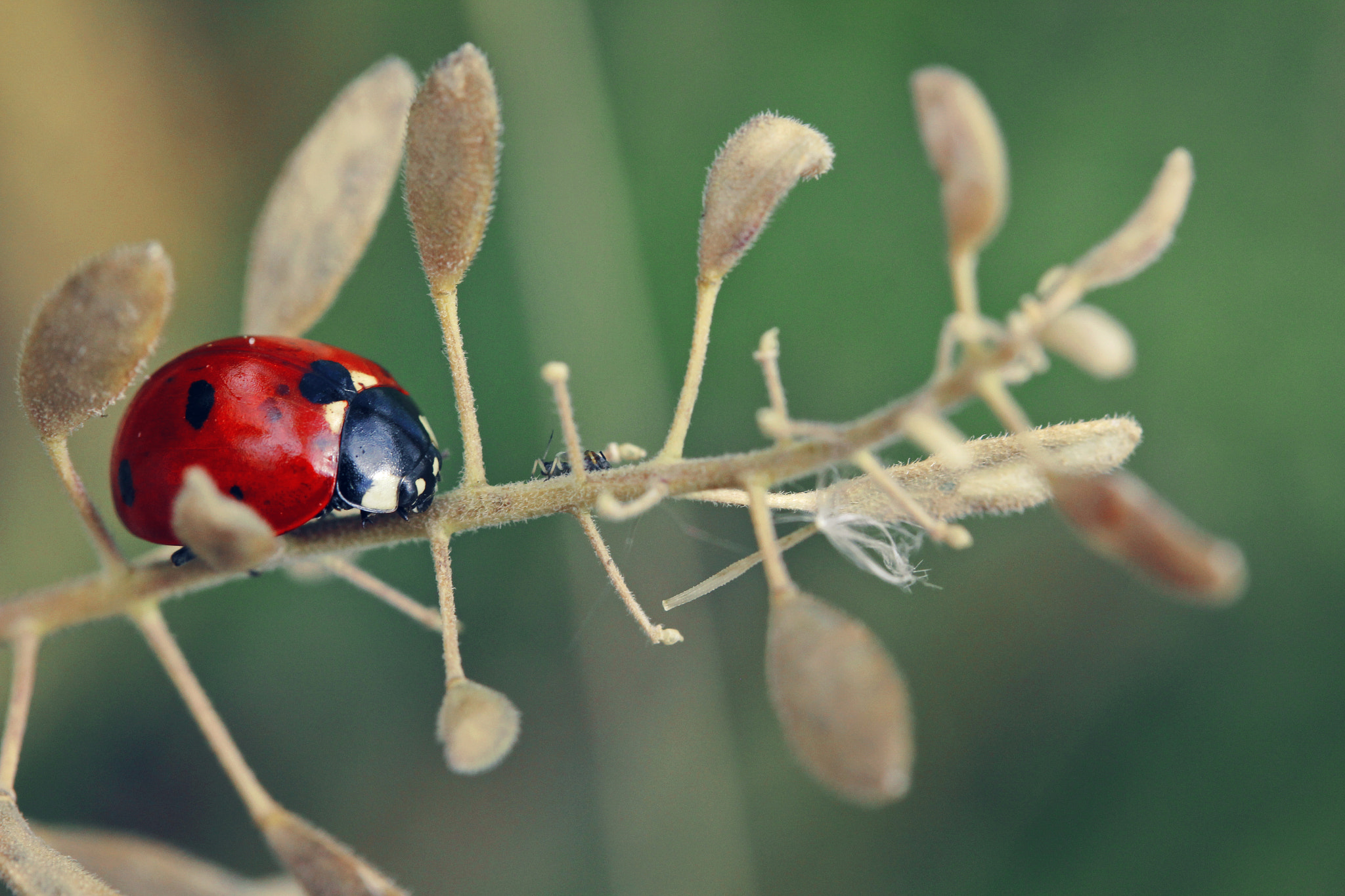 Canon EF-S 60mm F2.8 Macro USM sample photo. Red bug photography