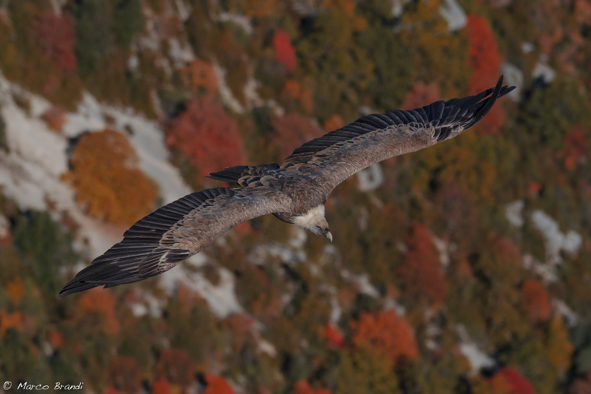 Sigma 150-600mm F5-6.3 DG OS HSM | S sample photo. Grifone - griffon vulture photography