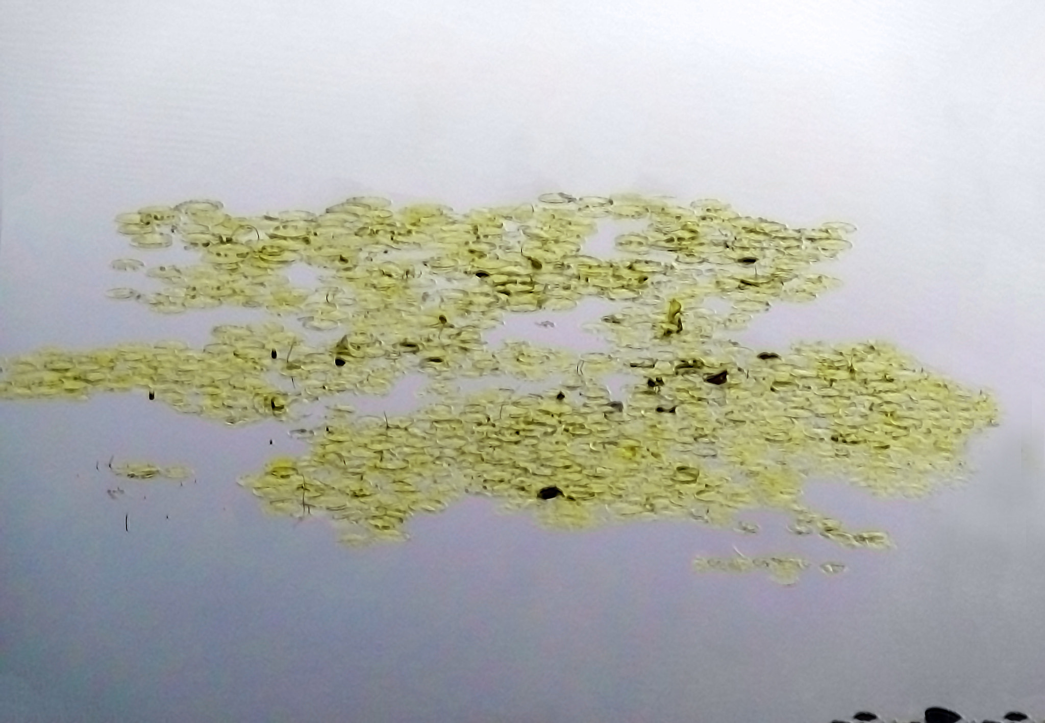 Panasonic Lumix DMC-ZS5 (Lumix DMC-TZ8) sample photo. Lake willis, early morning acuatic plants photography