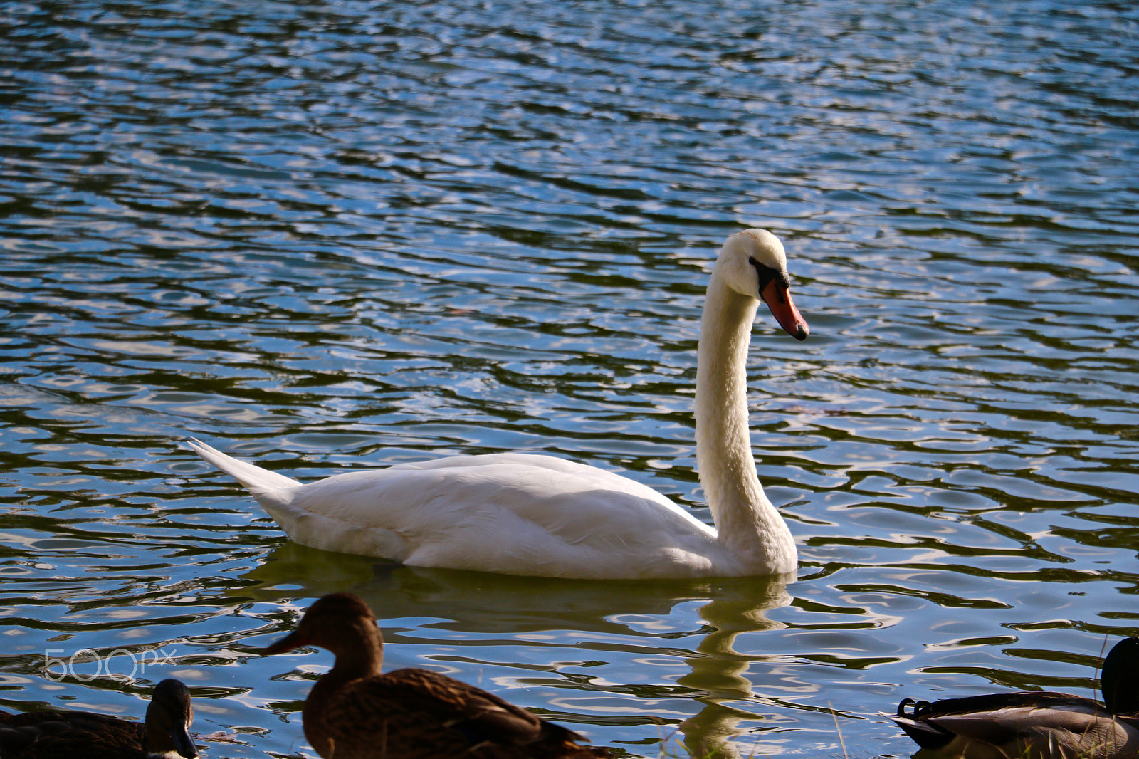 Canon EOS 760D (EOS Rebel T6s / EOS 8000D) sample photo. Swam on the lake in paris. photography