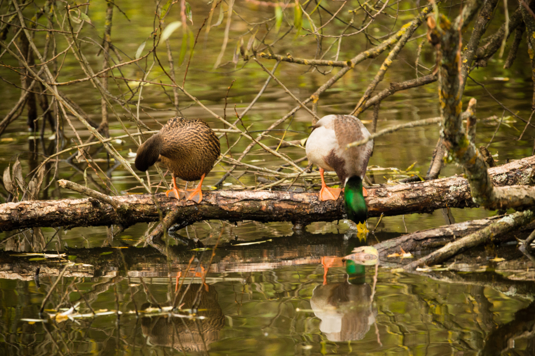 Nikon D3200 sample photo. Ente photography