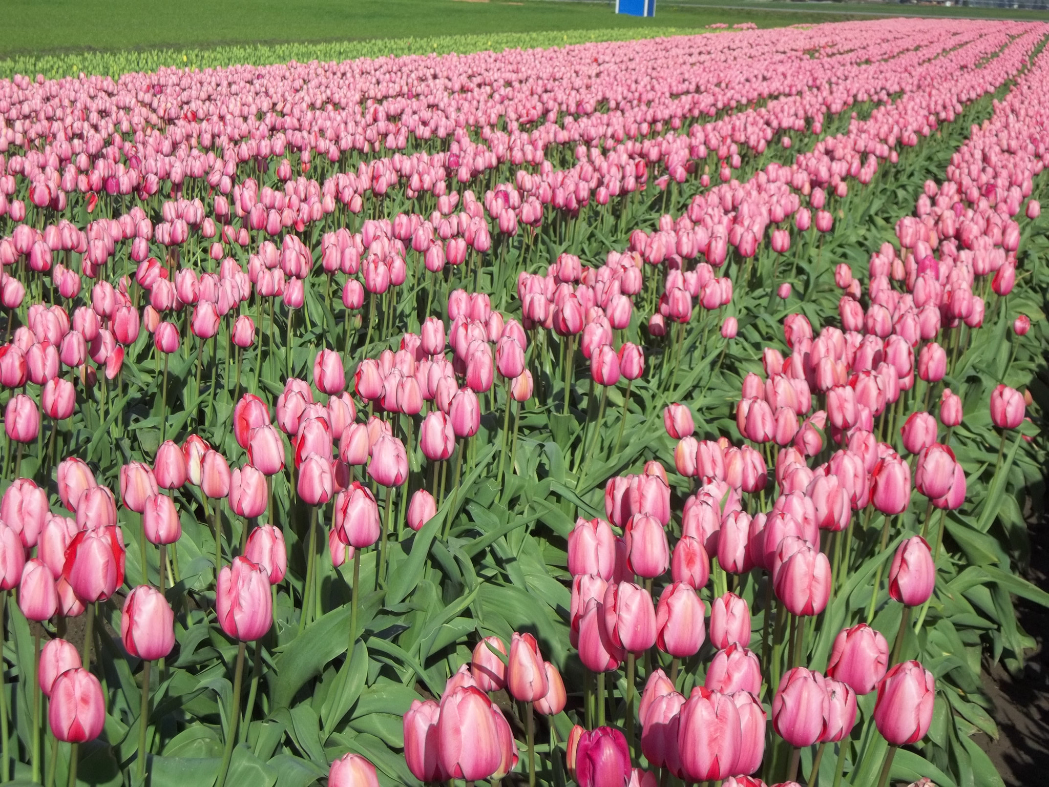 Kodak EASYSHARE C183 DIGITAL CAMERA sample photo. Tulips photography