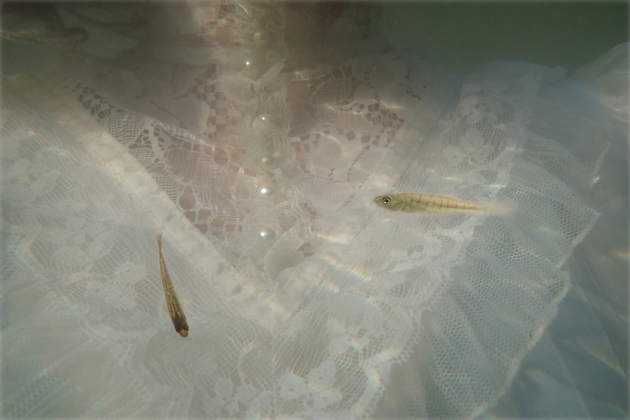 Olympus TG-2 sample photo. Lace & fish photography
