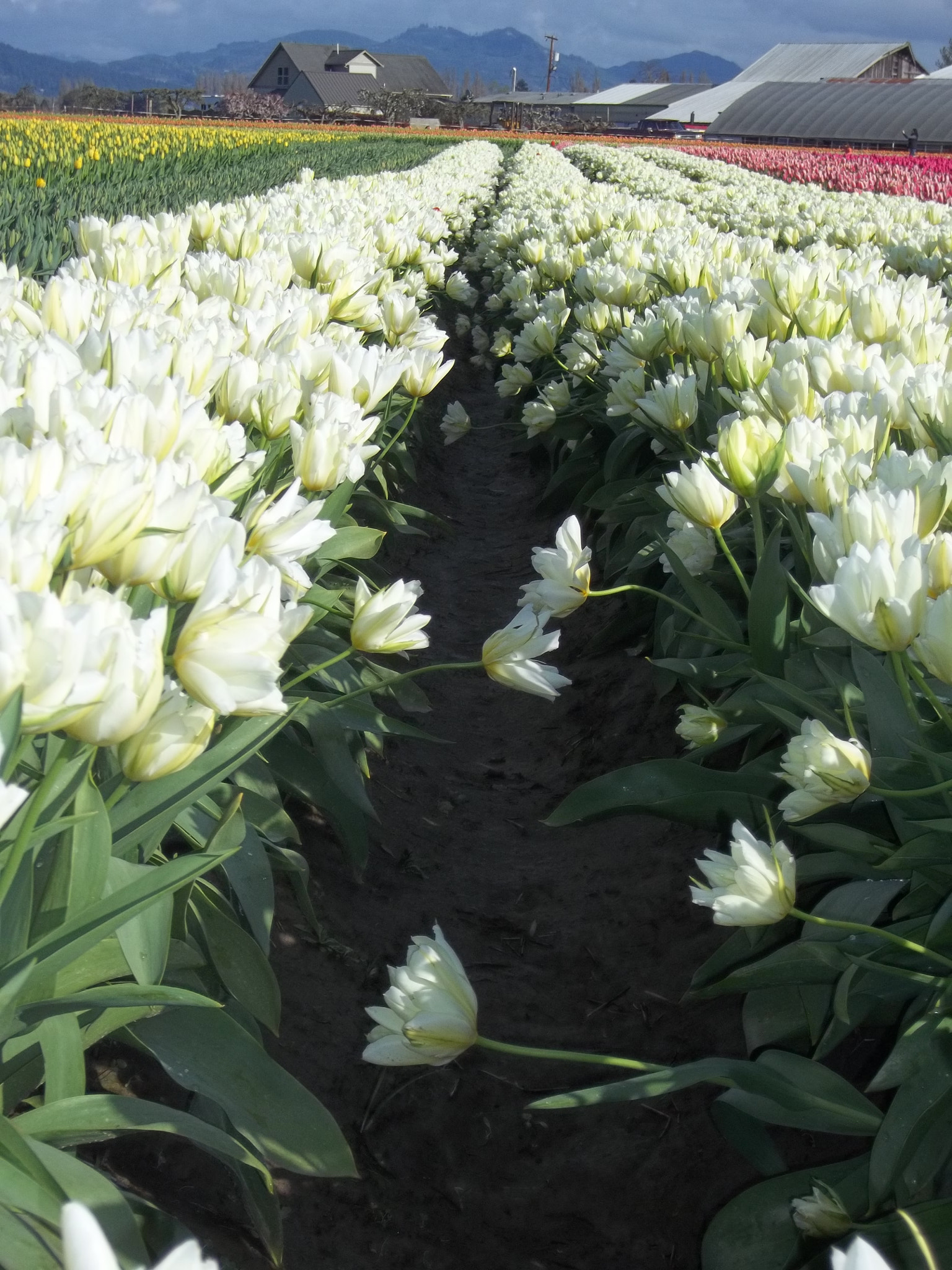Kodak EASYSHARE C183 DIGITAL CAMERA sample photo. Tulips photography