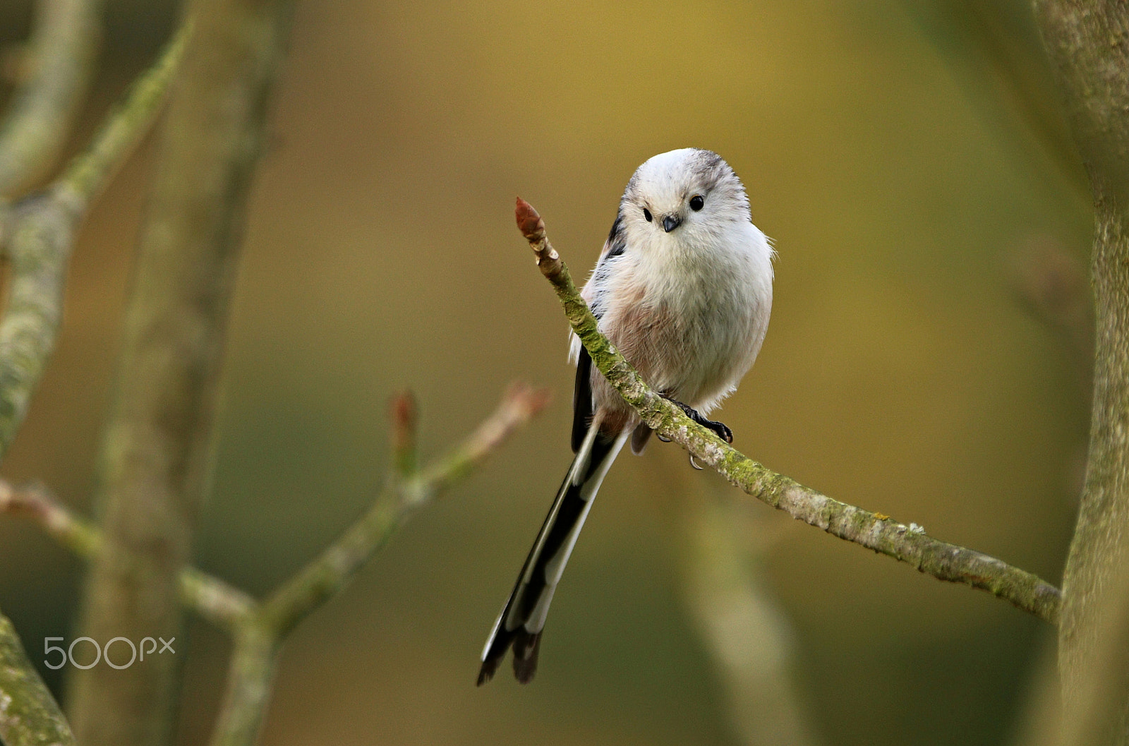 Canon EF 300mm F2.8L IS USM sample photo. Long-tailed tit photography