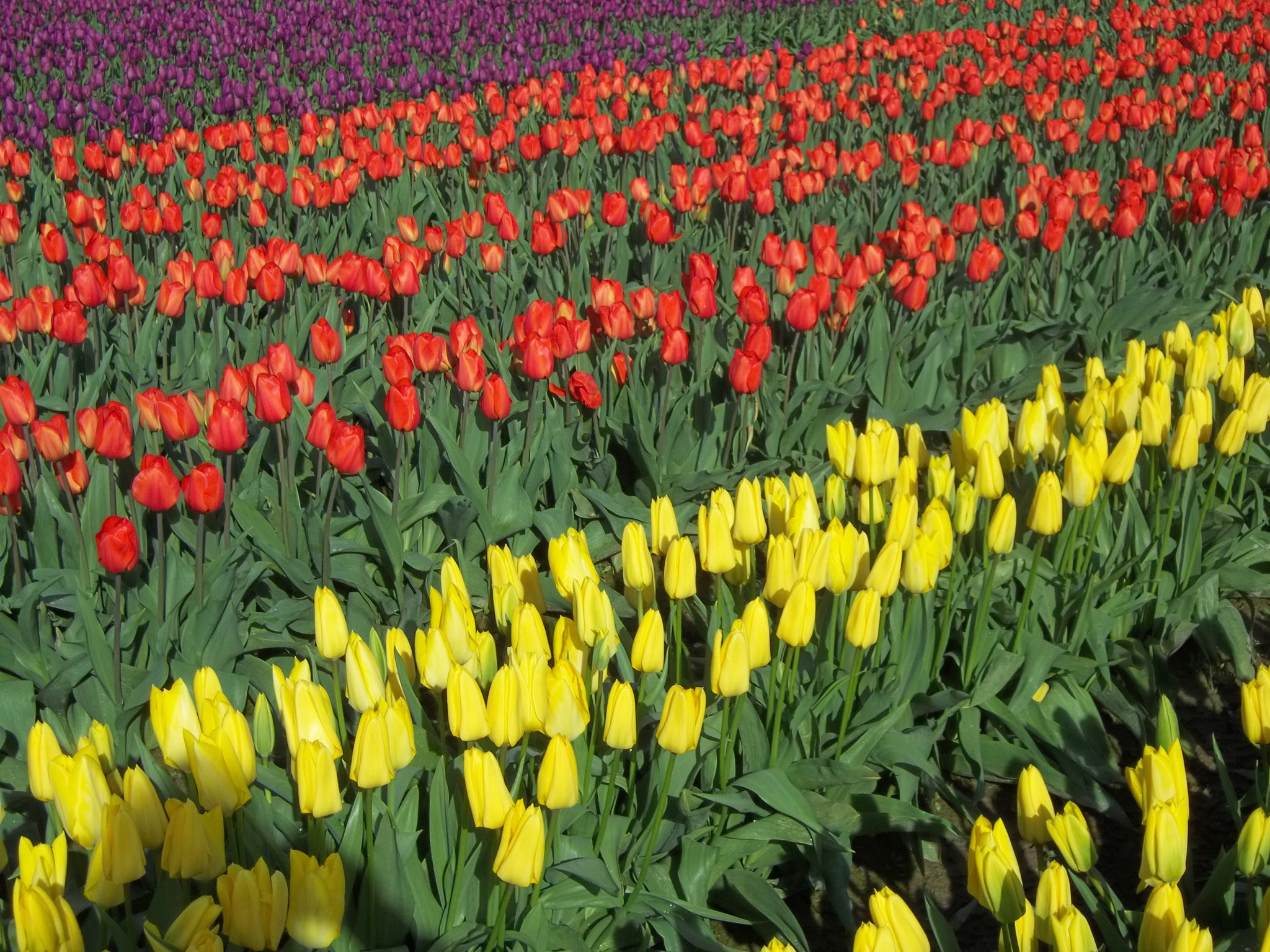 Kodak EASYSHARE C183 DIGITAL CAMERA sample photo. Tulips photography