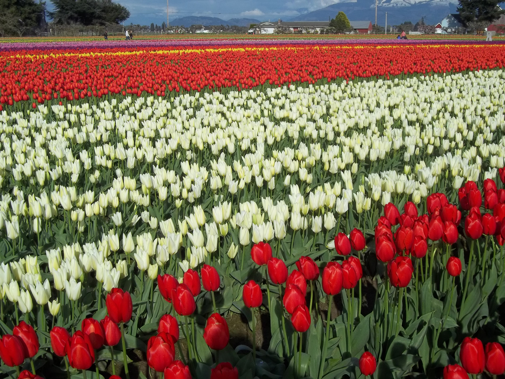 Kodak EASYSHARE C183 DIGITAL CAMERA sample photo. Tulips photography