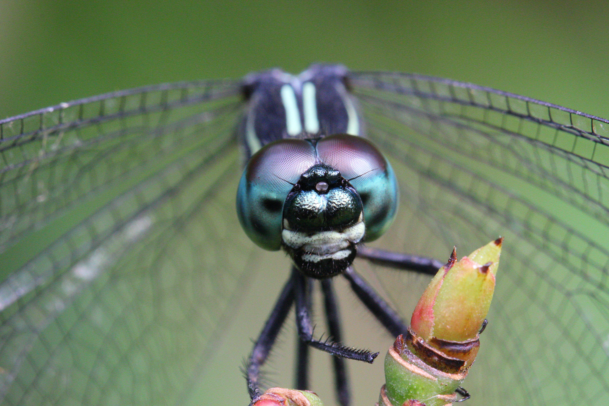 Canon EOS 550D (EOS Rebel T2i / EOS Kiss X4) + Canon EF 100mm F2.8L Macro IS USM sample photo. A blue dragonfly photography