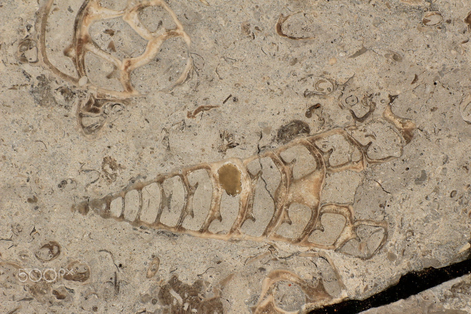 Tamron SP 35mm F1.8 Di VC USD sample photo. Fossils photography