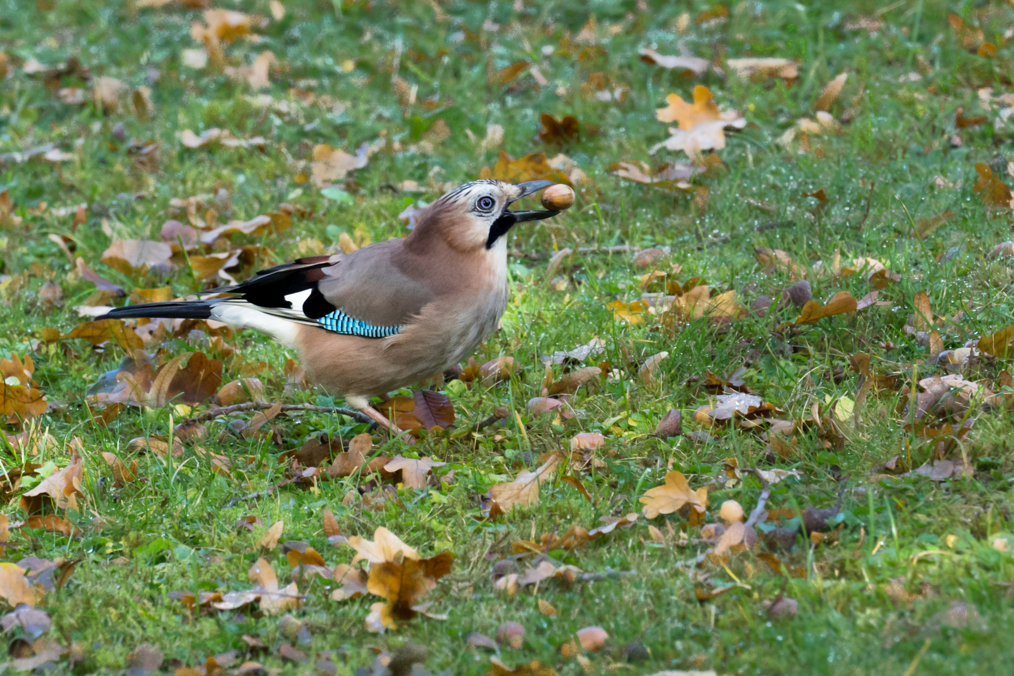 Sony FE 70-300mm F4.5-5.6 G OSS sample photo. Jaybird photography