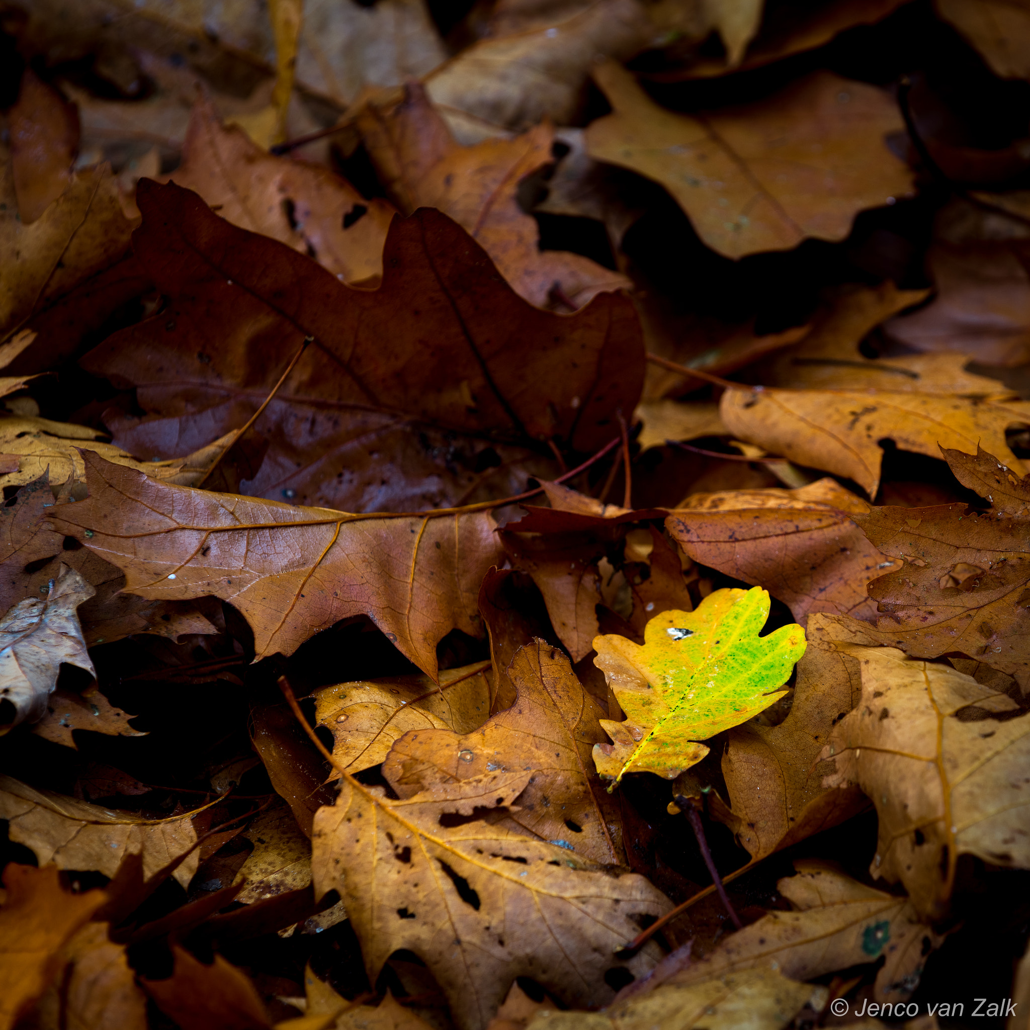 Nikon D800E sample photo. Leaves photography