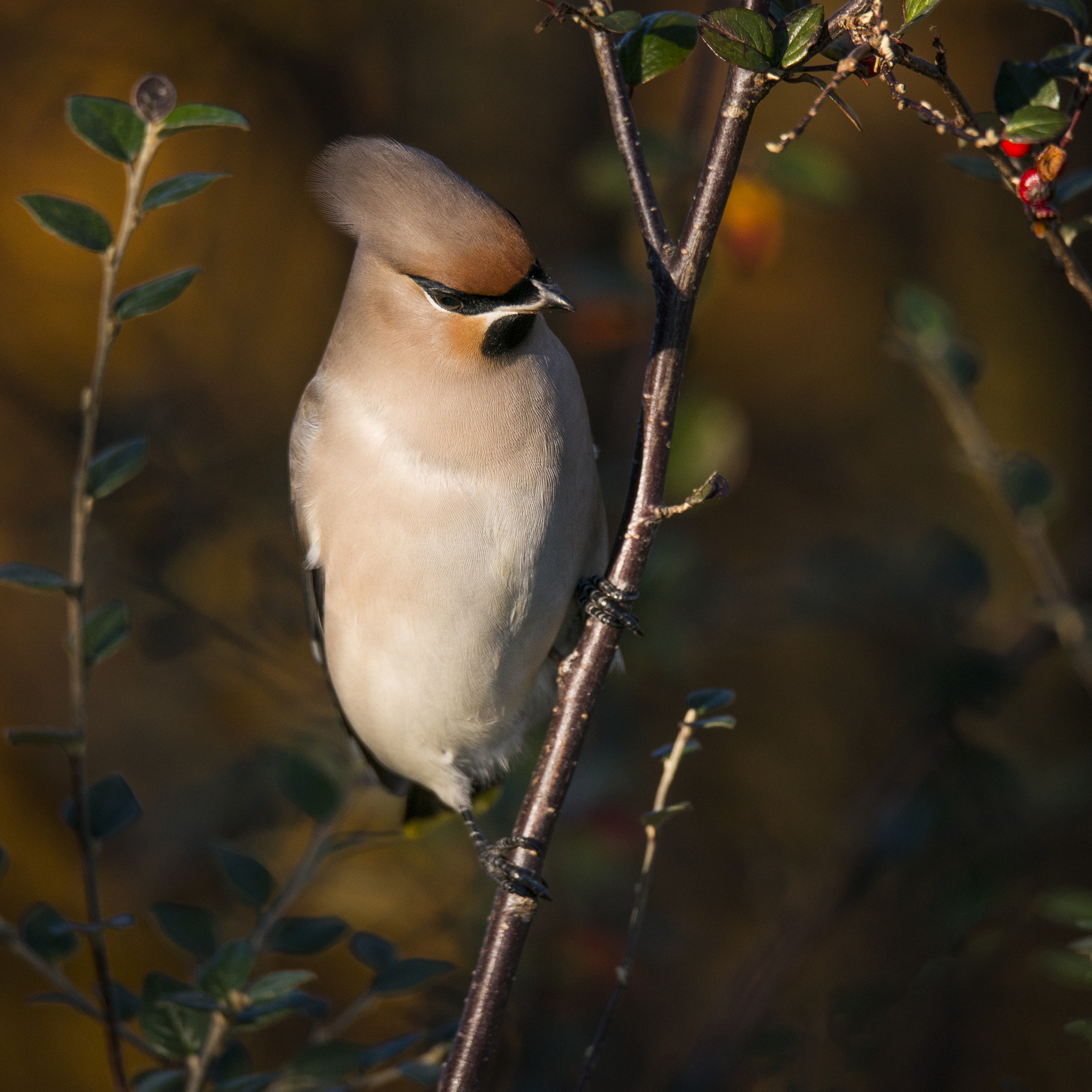 Sigma 150-600mm F5-6.3 DG OS HSM | S sample photo. Bombycilla garrulus-bohemian waxwing photography