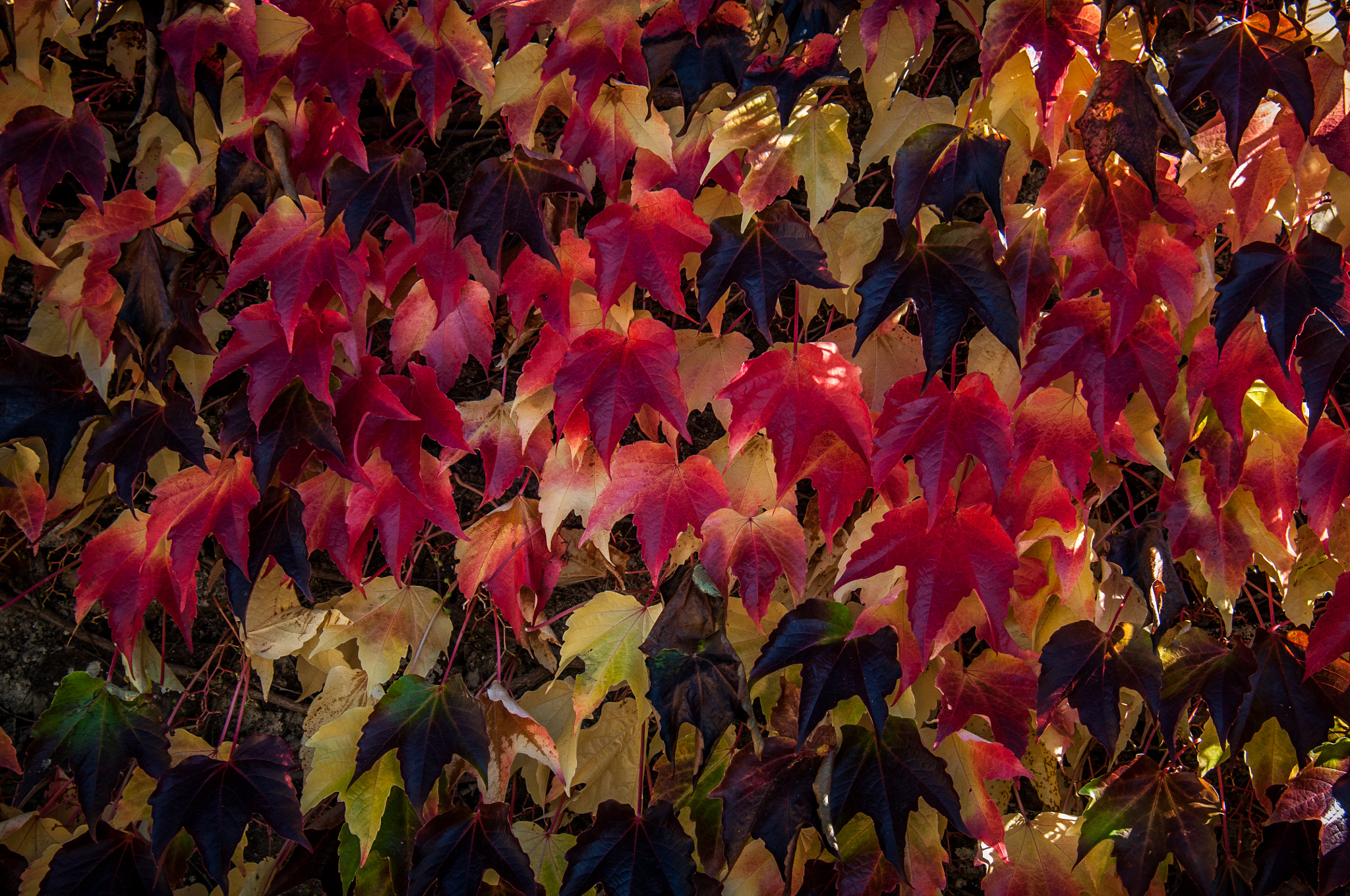 Nikon D300 sample photo. Color de otoño photography