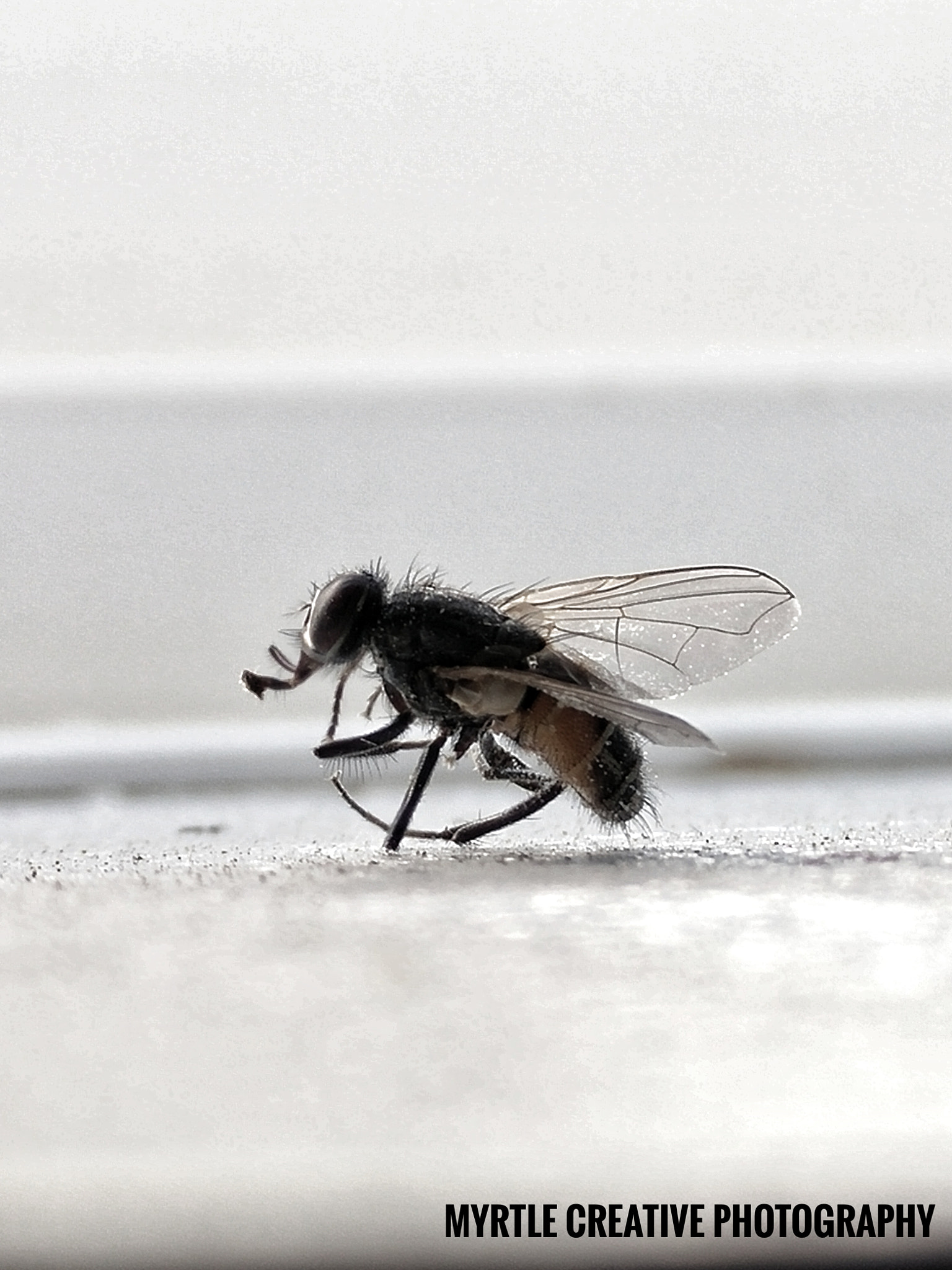 OPPO Find7 sample photo. Bumble fly photography