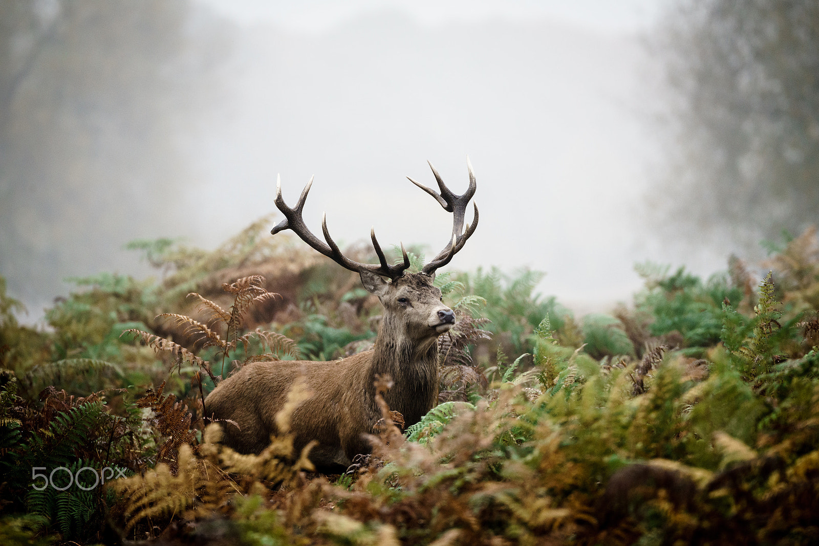 150-600mm F5-6.3 DG OS HSM | Contemporary 015 sample photo. Red deer stag photography