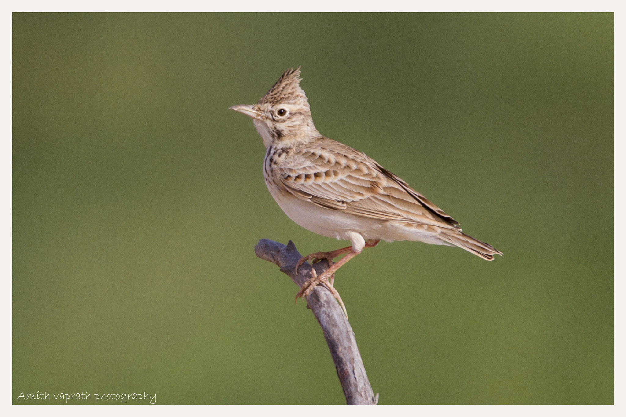 150-600mm F5-6.3 DG OS HSM | Sports 014 sample photo