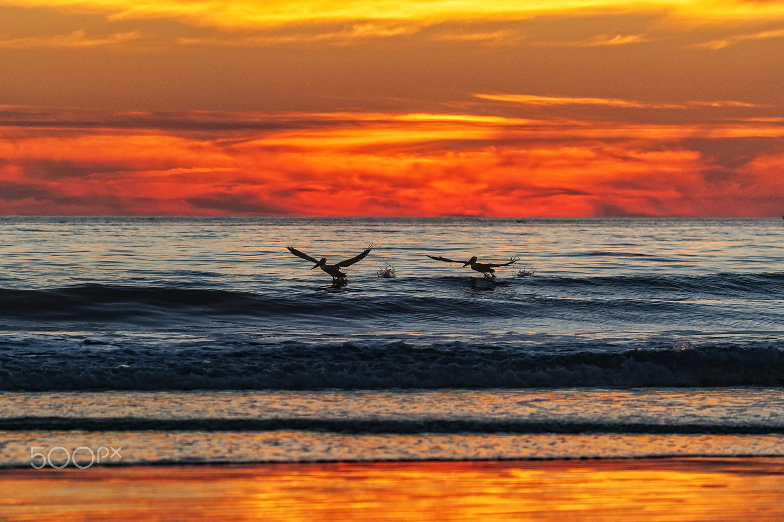 Nikon D700 sample photo. Pelicans take flight at sunset in oceanside. photography