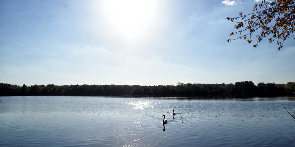 Olympus PEN-F sample photo. Swan song ... photography