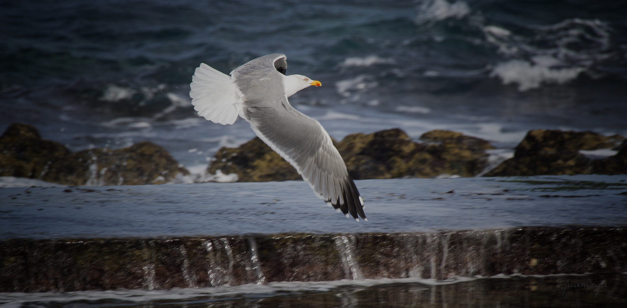 Sony Alpha DSLR-A850 + Minolta AF 300mm F2.8 HS-APO G sample photo. Vuelo photography