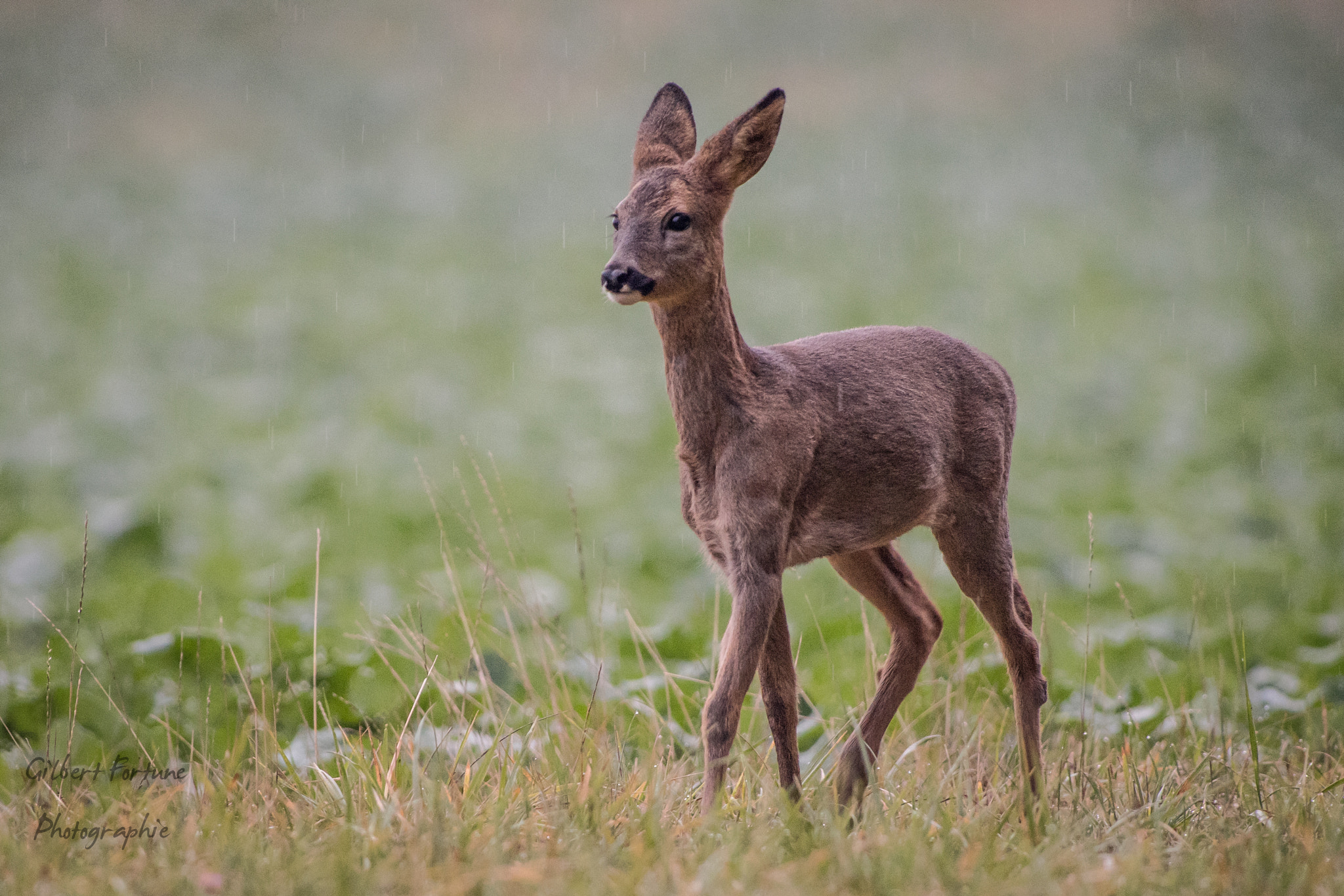 Nikon AF-S Nikkor 300mm F2.8G ED VR II sample photo. Faon sous la pluie photography