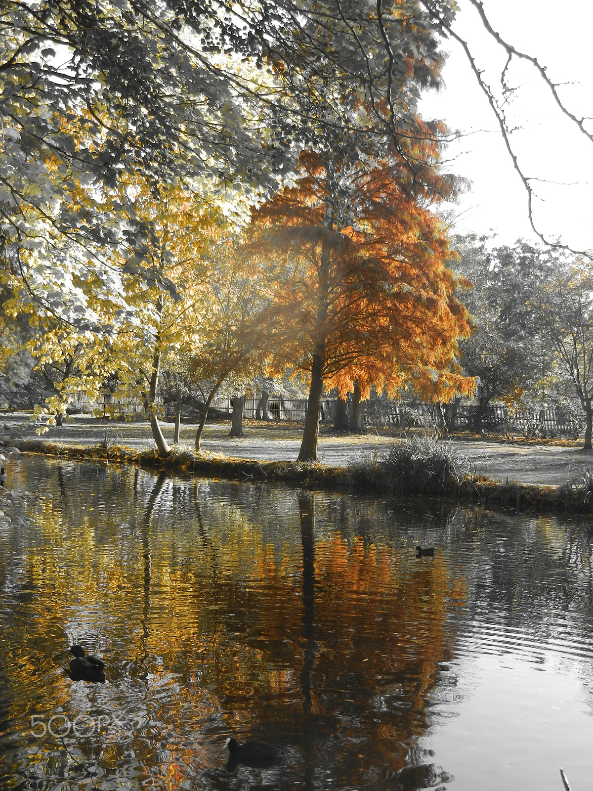 Nikon Coolpix S9100 sample photo. Autumn tree reflections photography