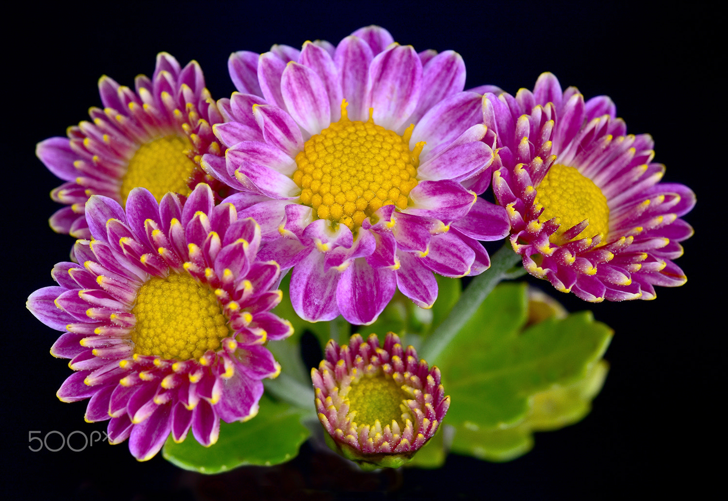 Sigma 150mm F2.8 EX DG Macro HSM sample photo. Purble photography