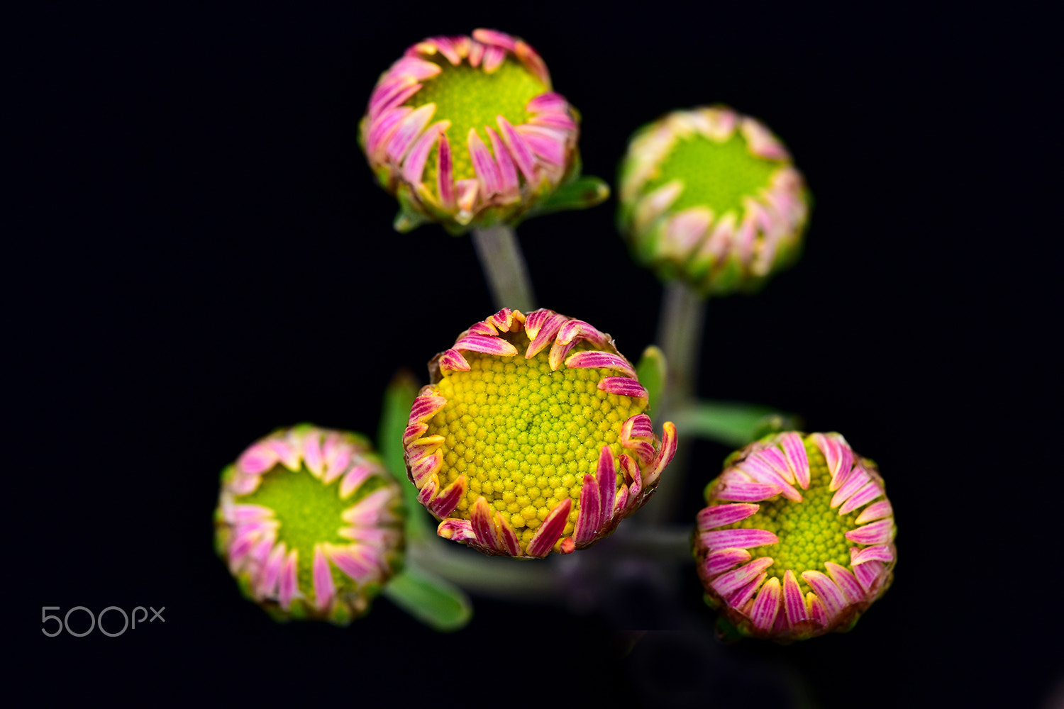 Sigma 150mm F2.8 EX DG Macro HSM sample photo. Mini photography