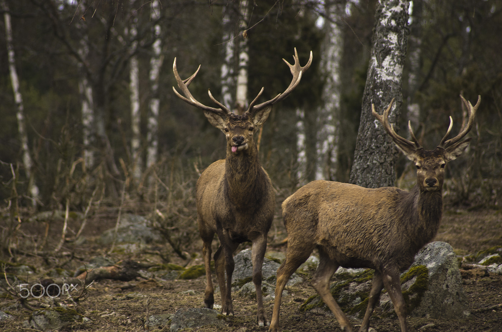 Pentax K-5 sample photo. Cervus elaphus photography