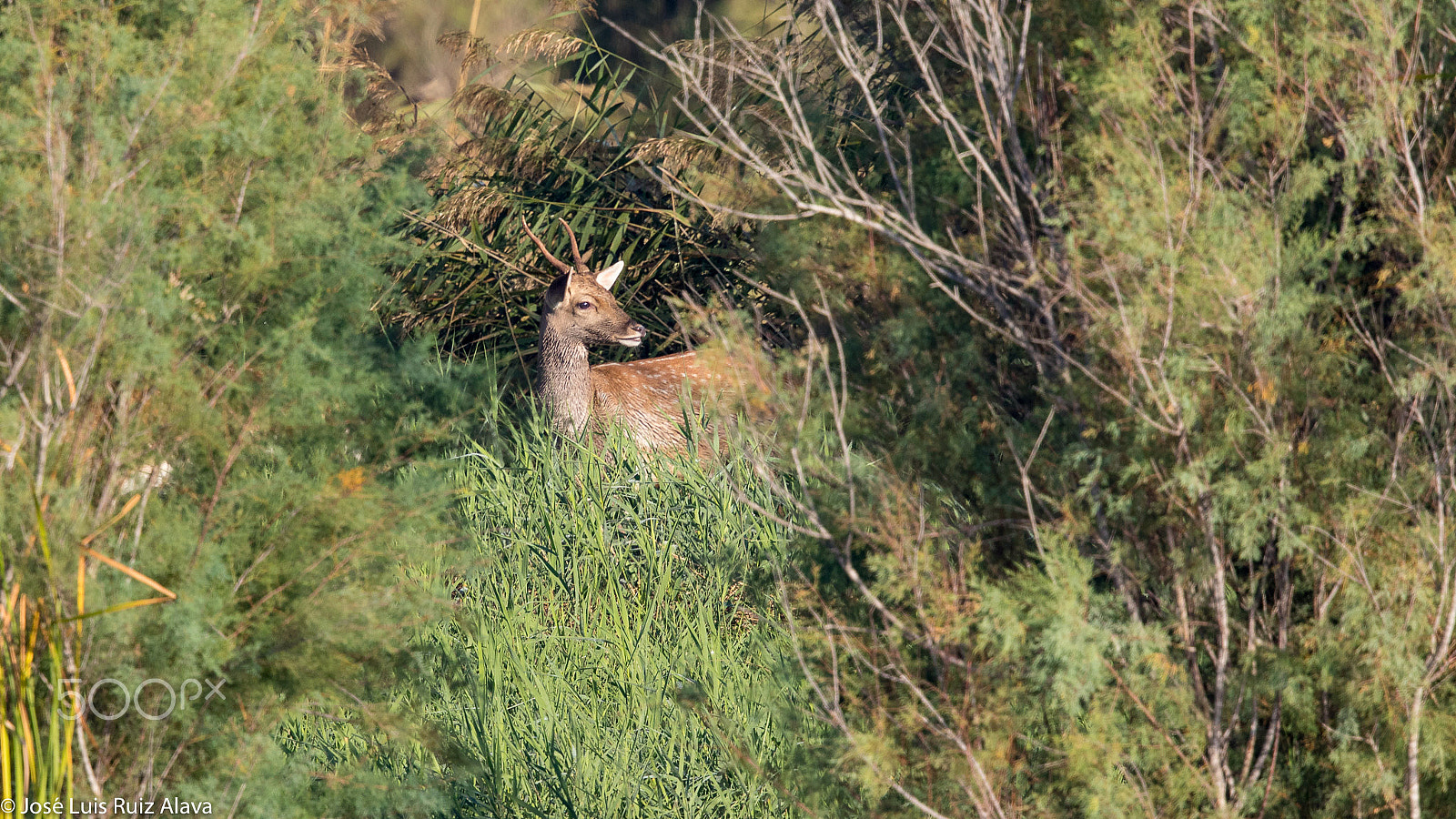 Canon EF 500mm F4L IS II USM sample photo. Daina (dama dama) photography