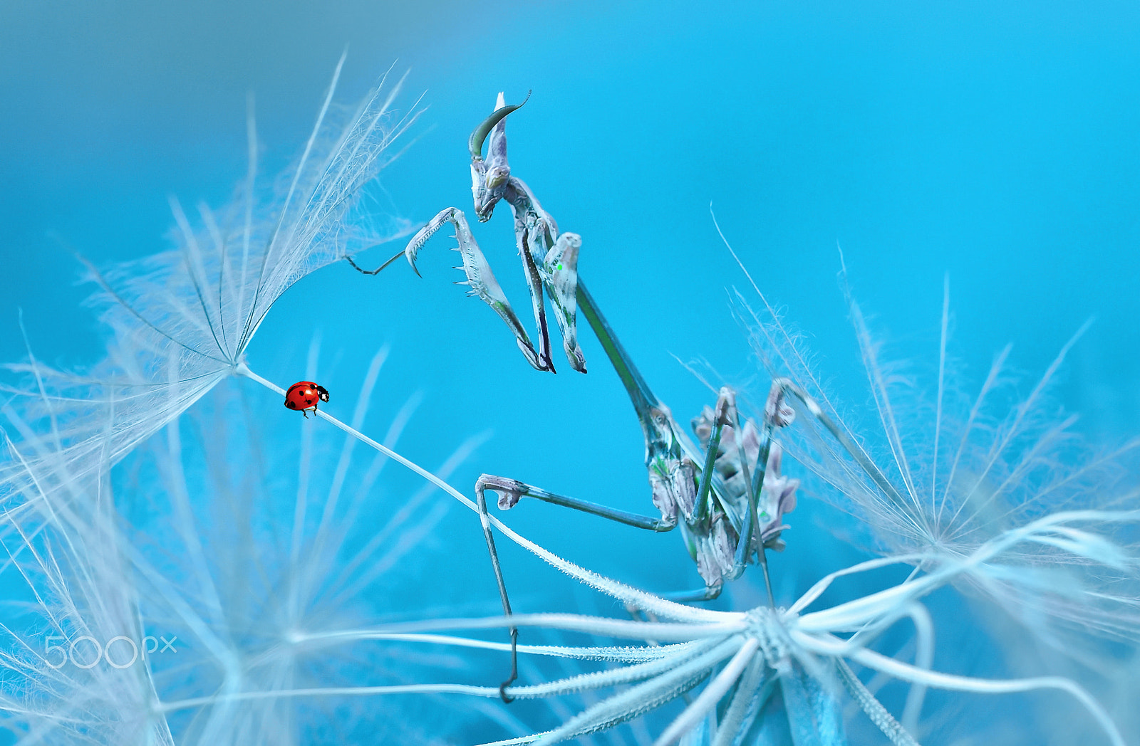 Nikon AF-S Micro-Nikkor 105mm F2.8G IF-ED VR sample photo. Mantis and ladybug photography