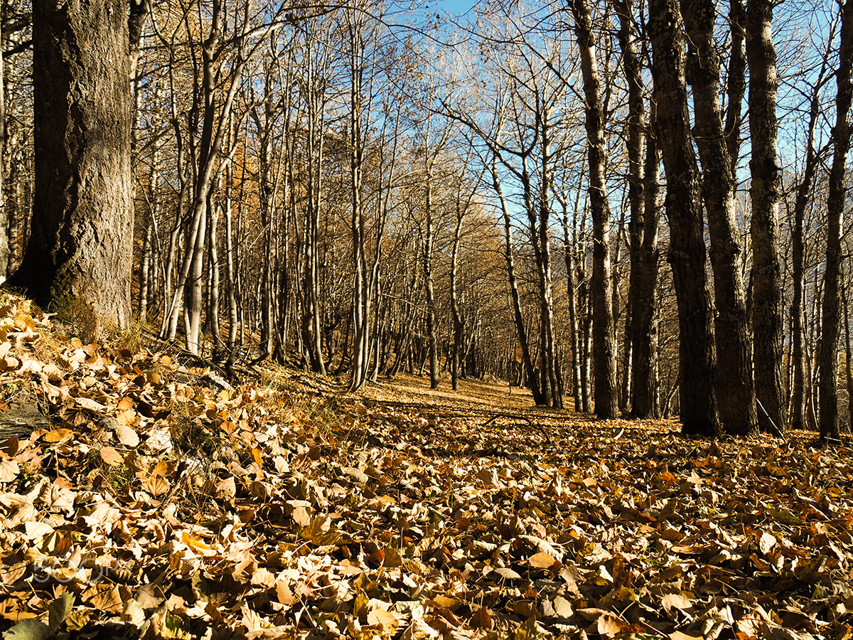 OLYMPUS M.14-150mm F4.0-5.6 II sample photo. Nel bosco in autunno photography