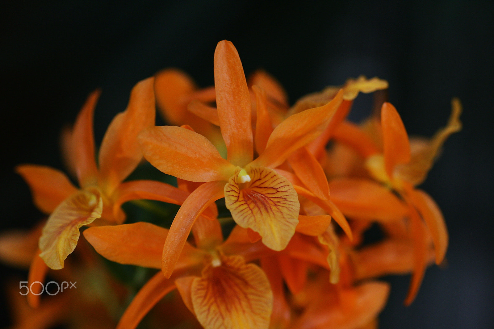 Sigma 50mm f/1.4 EX DG HSM + 1.4x sample photo. Dendrobium nobile 'firebird' photography