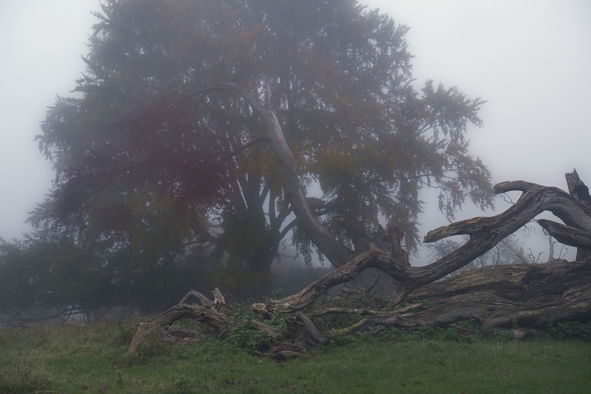 Panasonic Lumix DMC-GF6 sample photo. Autumn fog photography