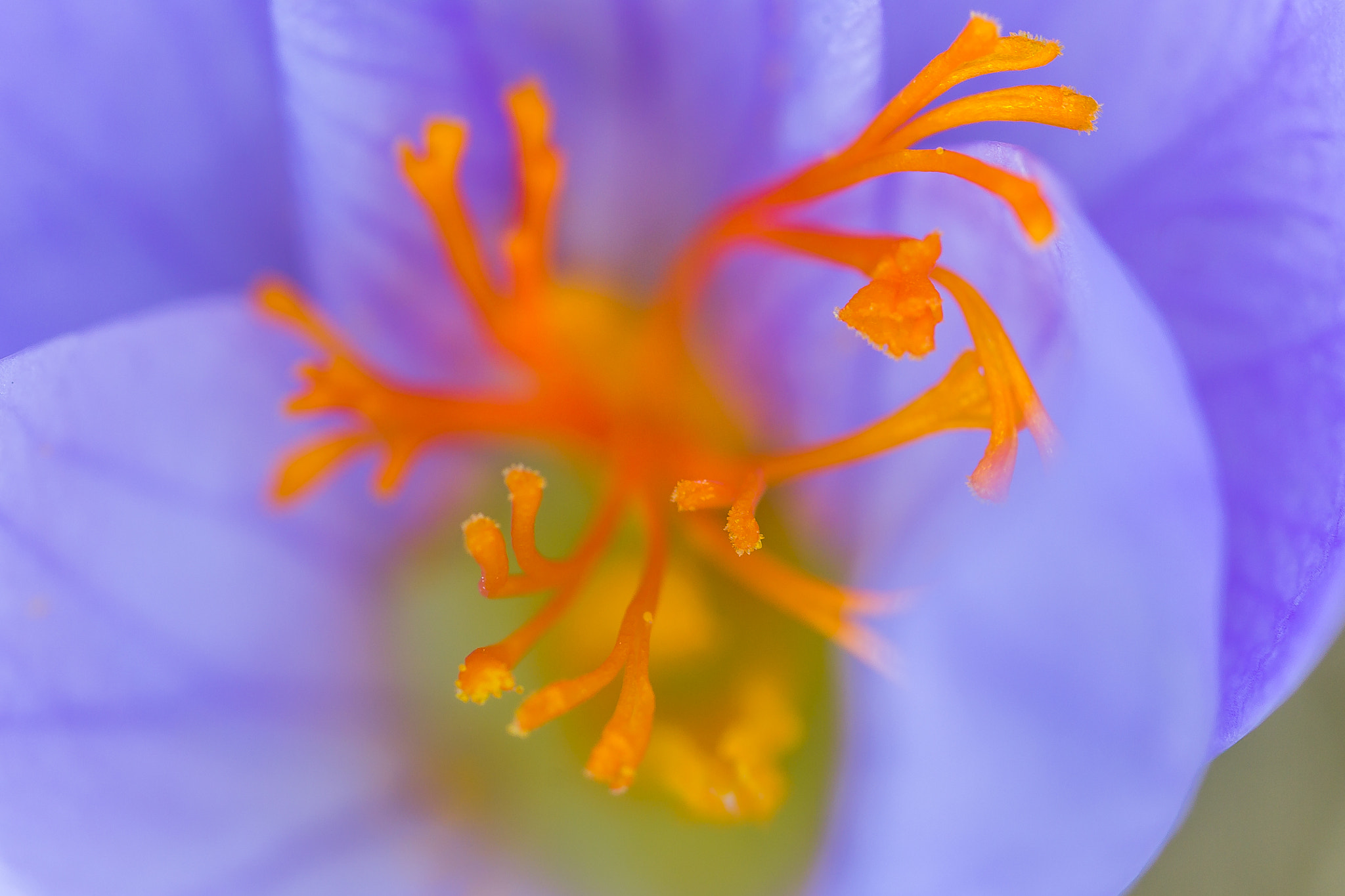 Canon MP-E 65mm F2.5 1-5x Macro Photo sample photo. "safran à fleur nue iv" photography