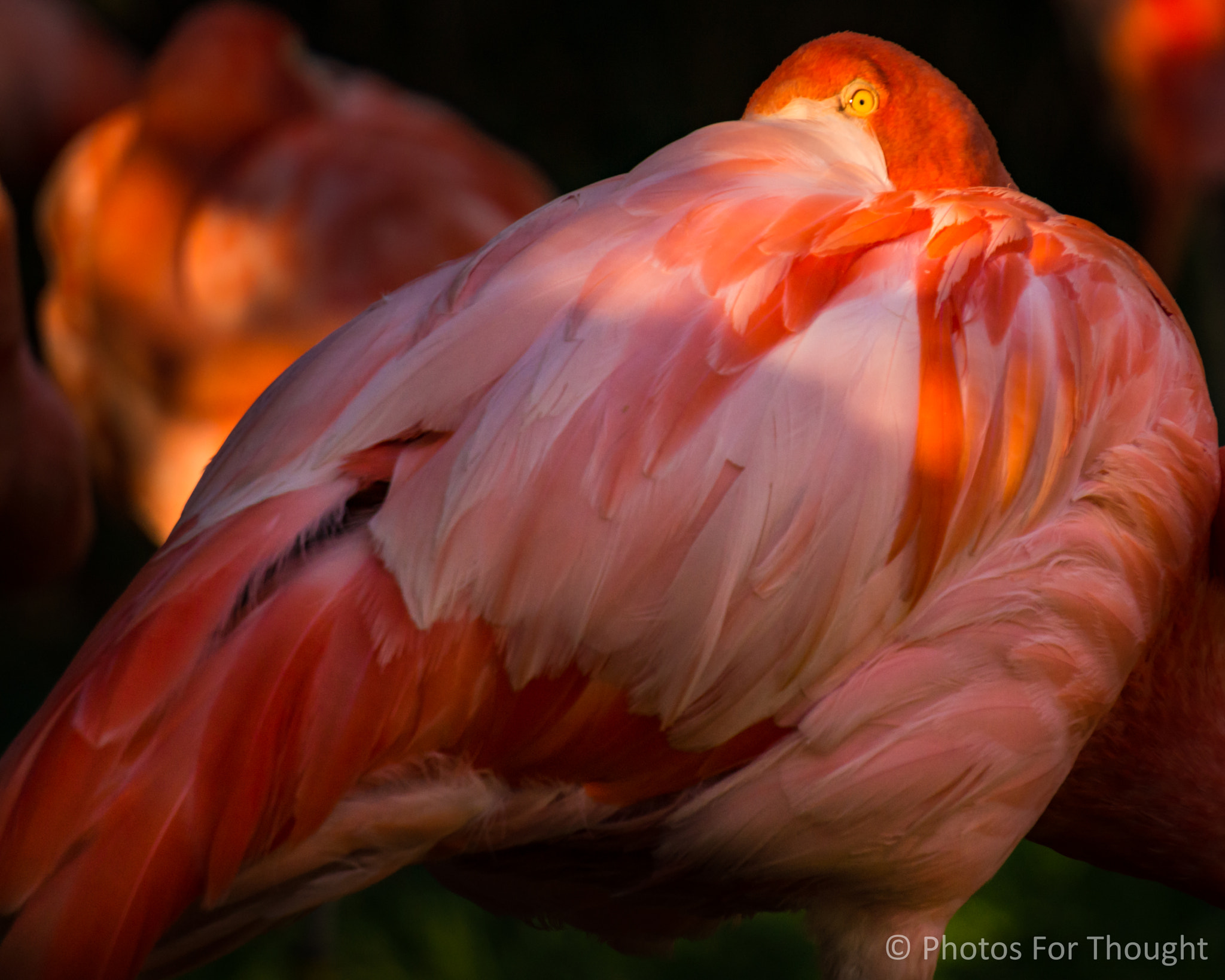 Sony Alpha NEX-5R sample photo. Speckles photography