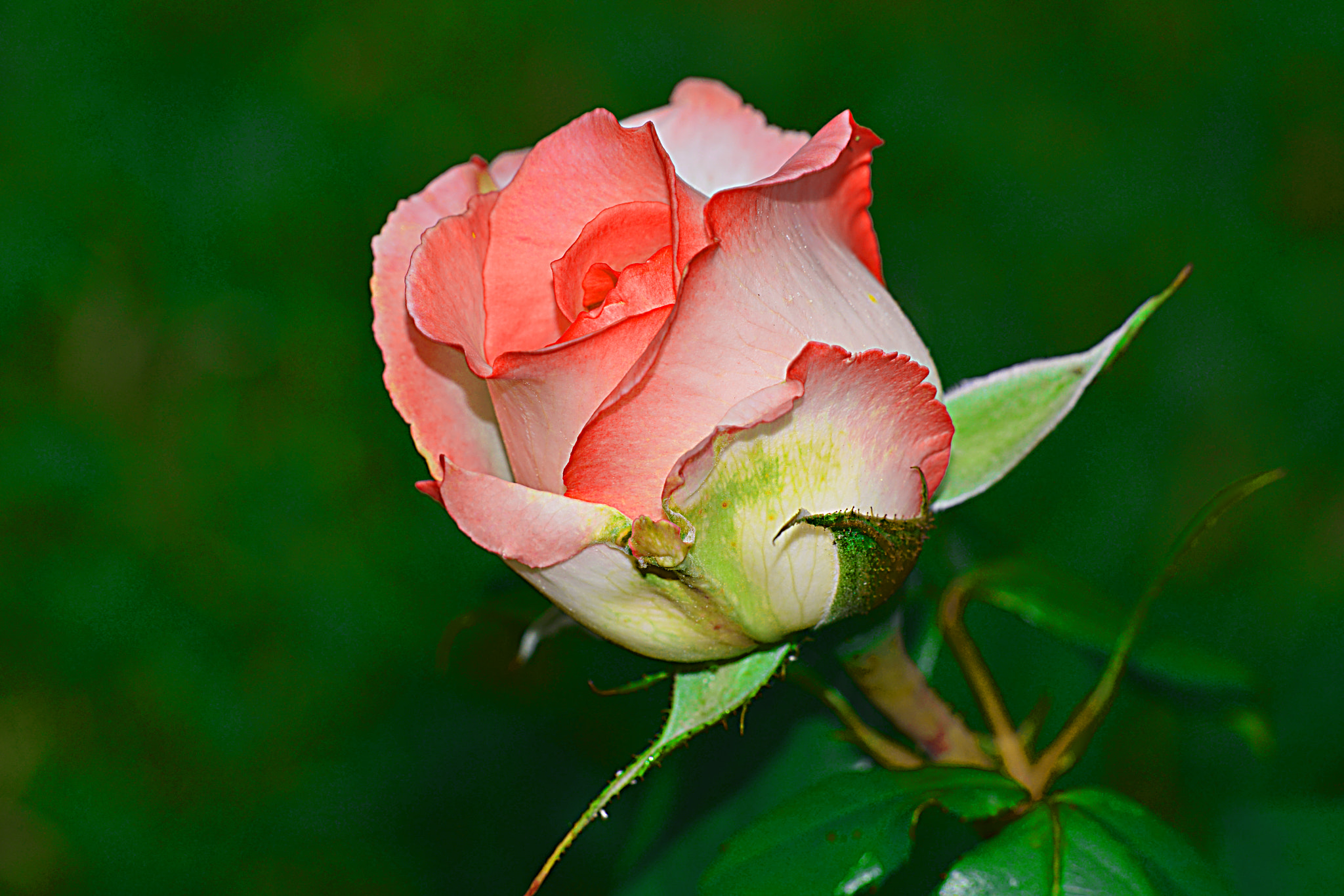 Sigma 150mm F2.8 EX DG Macro HSM sample photo. 000_5670.jpg photography