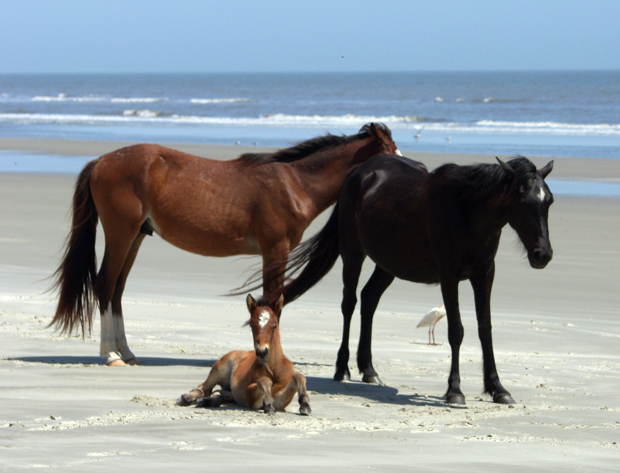 Samsung Pro 815 sample photo. Horses on beach photography