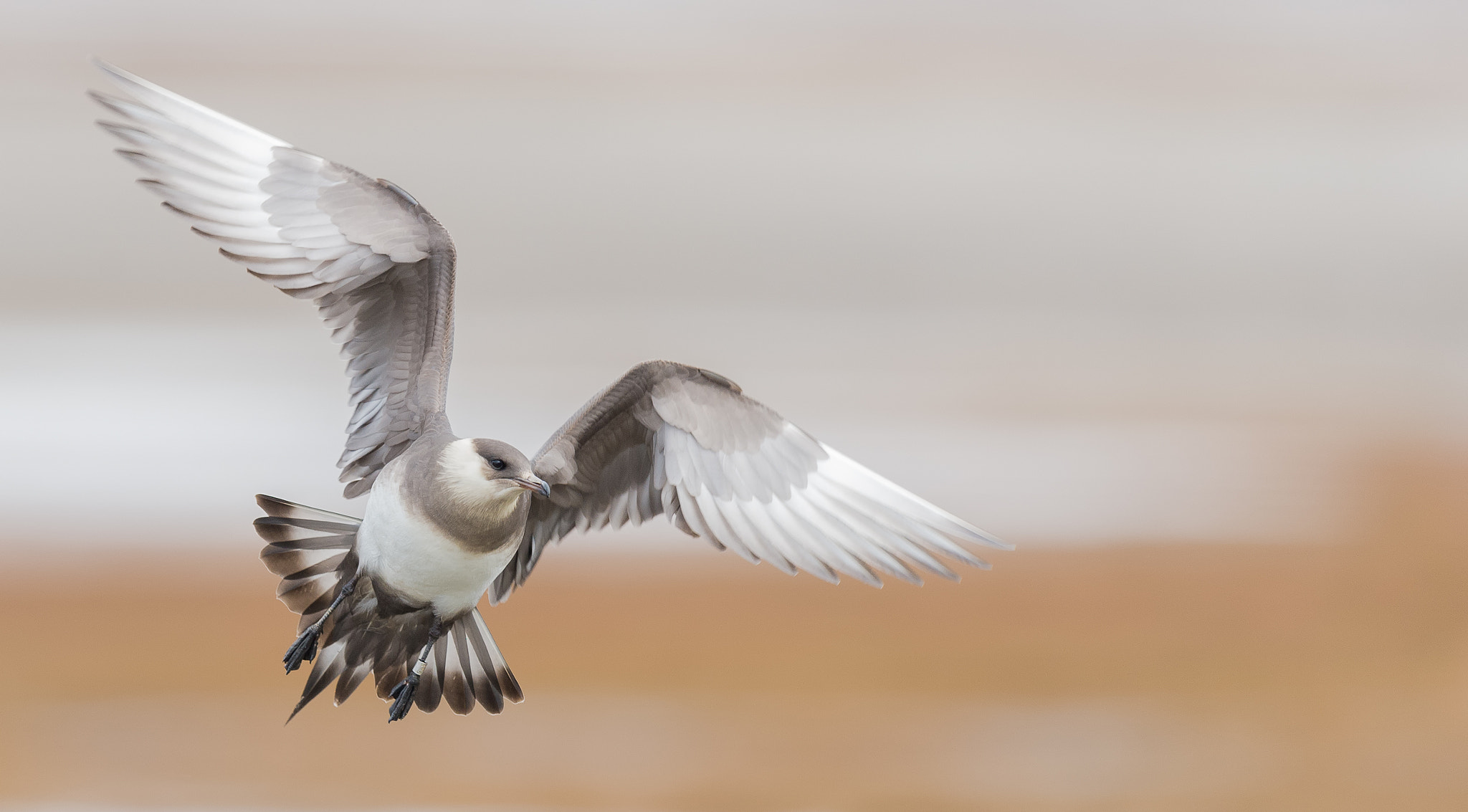 Nikon AF-S Nikkor 500mm F4G ED VR sample photo. Kleine jager - great skua photography