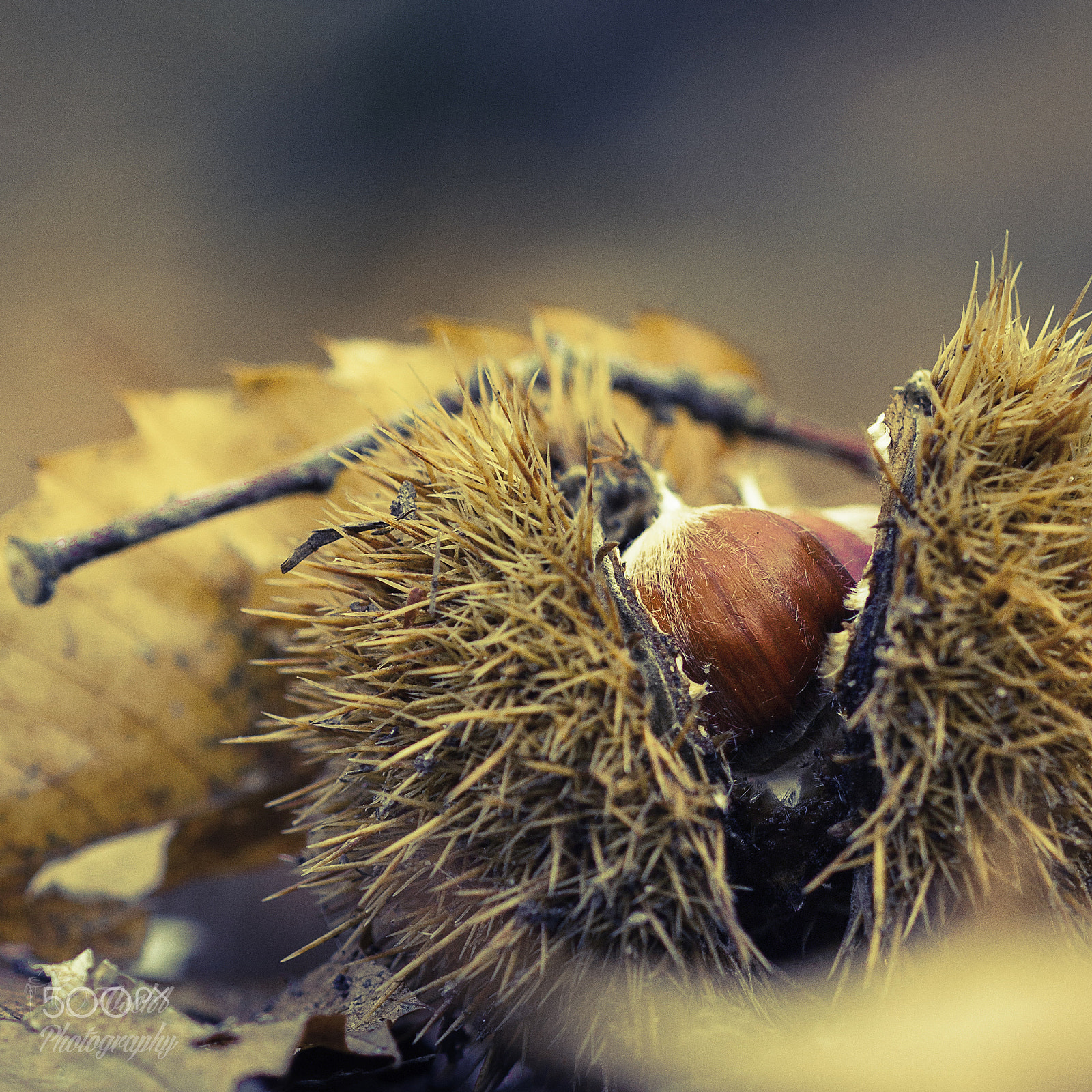 Canon EF 100mm F2.8 Macro USM sample photo. Nature, autumn, pilze, makro photography