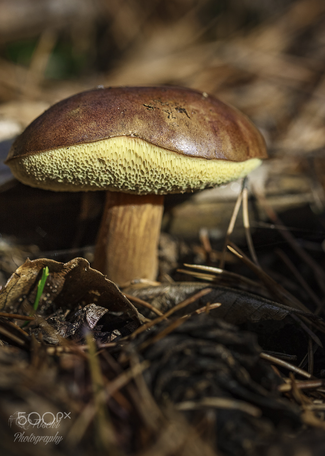 Canon EF 100mm F2.8 Macro USM sample photo. Nature, autumn, pilze, makro photography