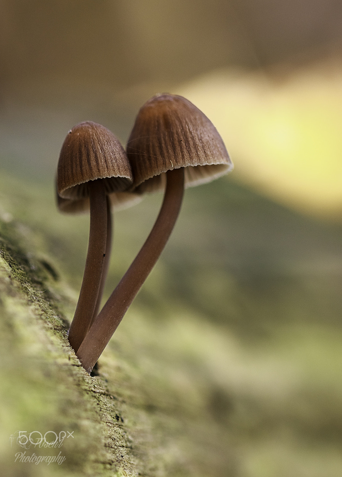 Canon EF 100mm F2.8 Macro USM sample photo. Nature, autumn, pilze, makro photography