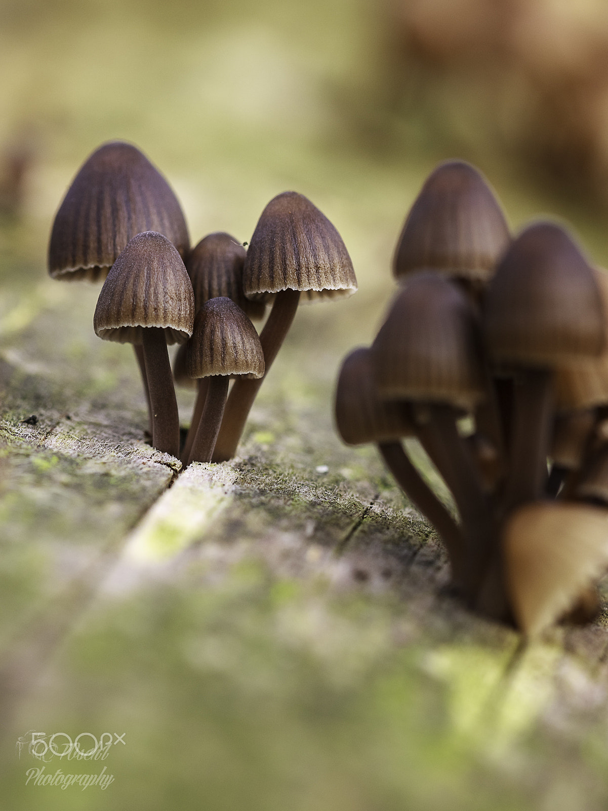 Canon EF 100mm F2.8 Macro USM sample photo. Nature, autumn, pilze, makro photography