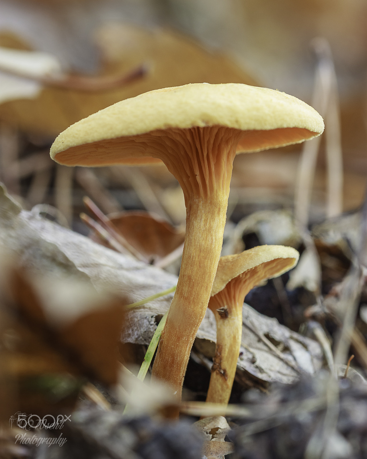 Canon EF 100mm F2.8 Macro USM sample photo. Nature, autumn, pilze, makro photography