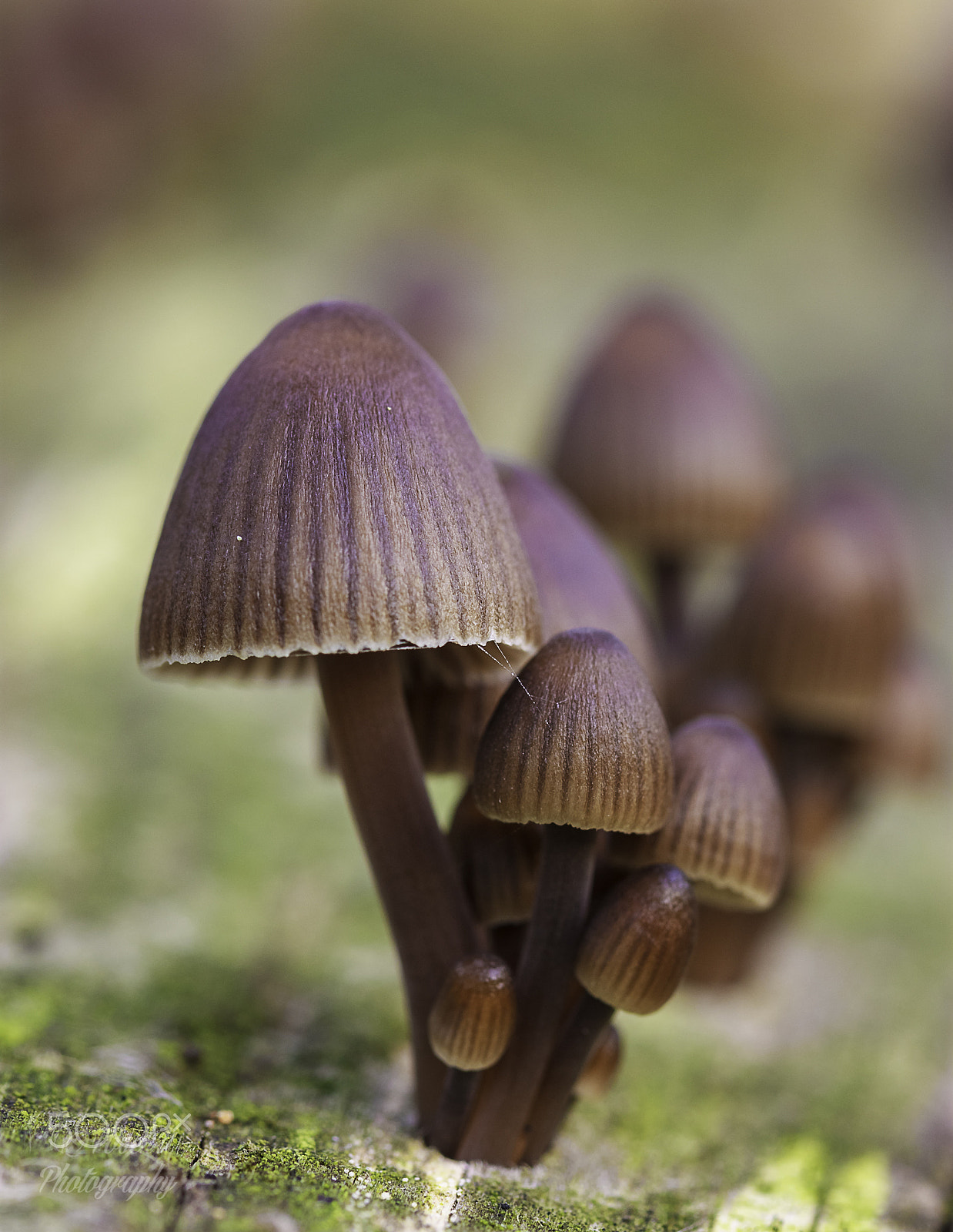 Canon EF 100mm F2.8 Macro USM sample photo. Nature, autumn, pilze, makro photography