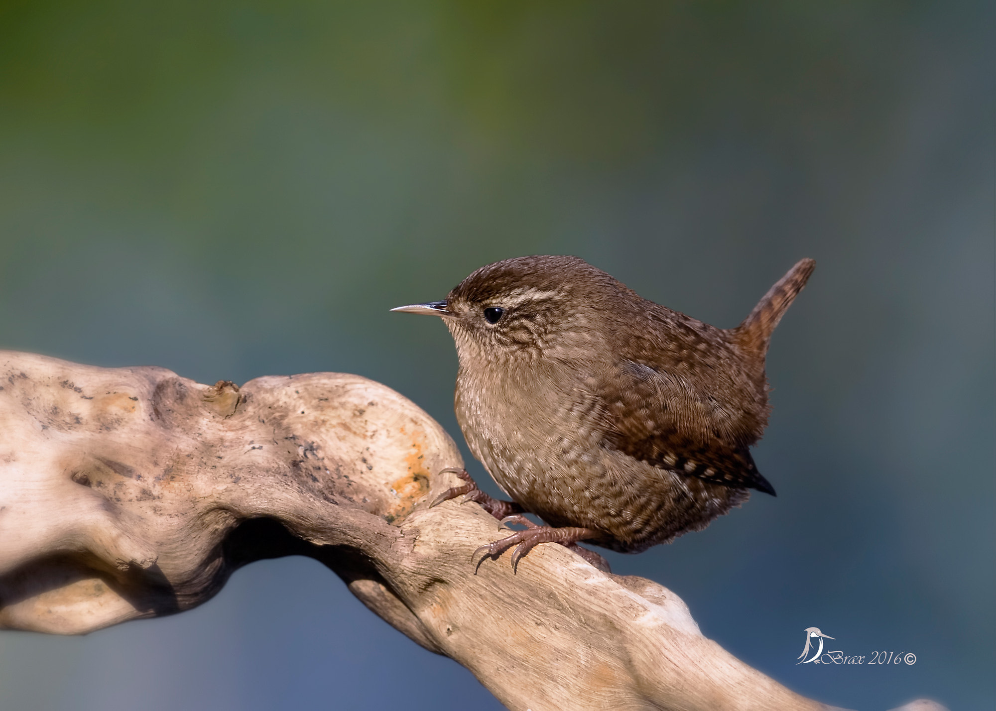 Nikon AF-S Nikkor 300mm F2.8G ED-IF VR sample photo. Scricciolo photography