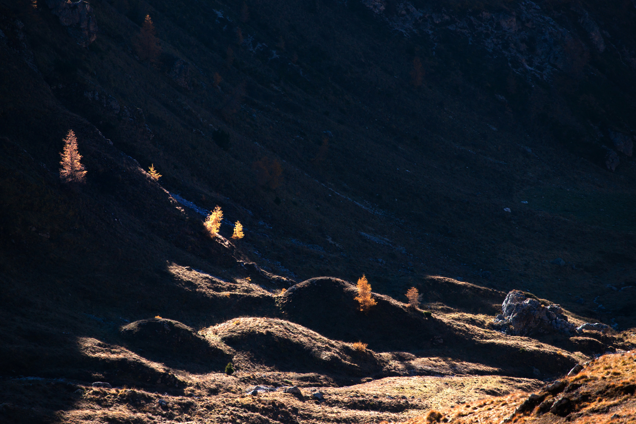 Minolta/Sony AF 70-200mm F2.8 G sample photo. Larches on forcella giau photography