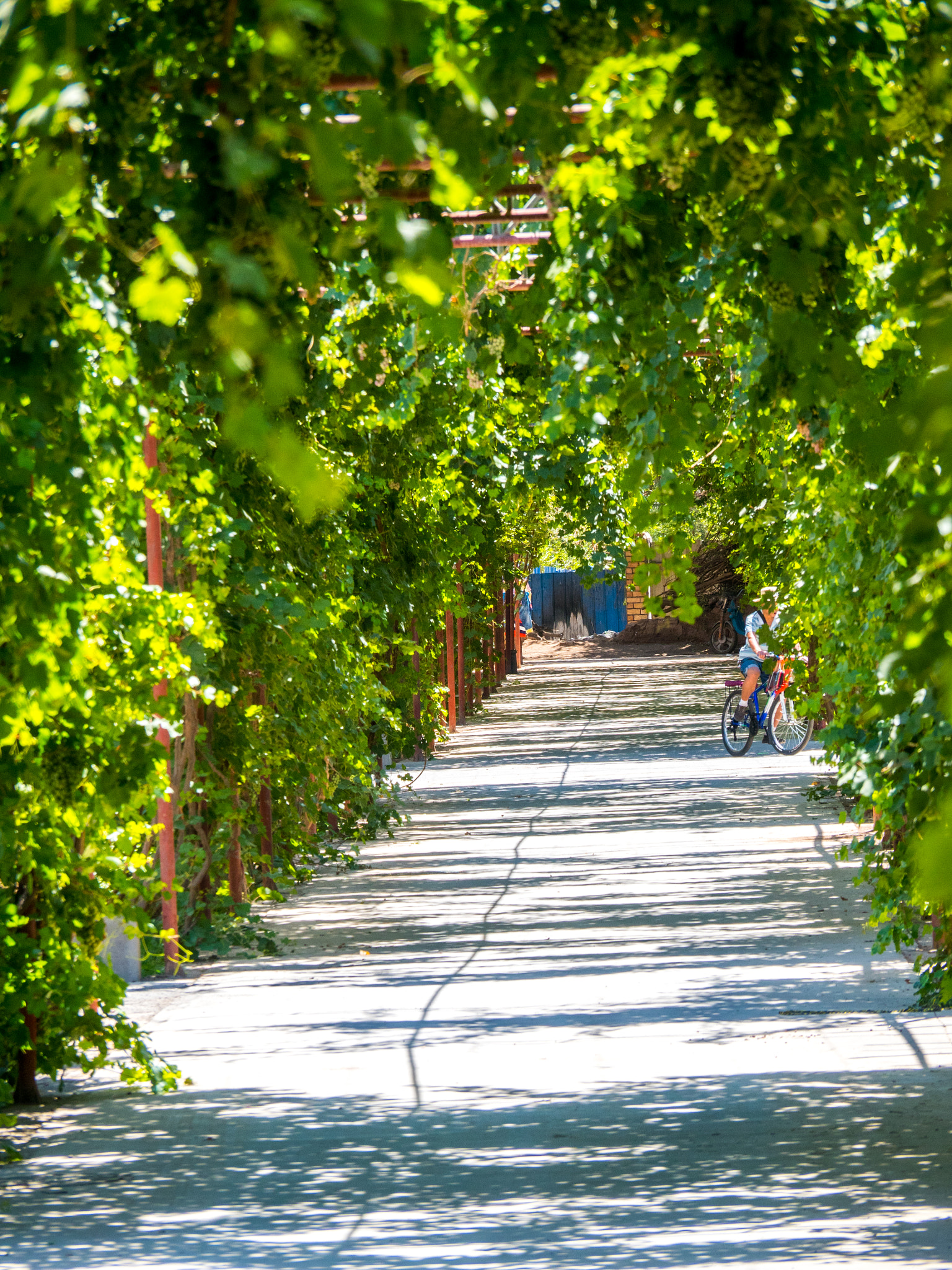Olympus OM-D E-M5 II sample photo. Grape vine road photography